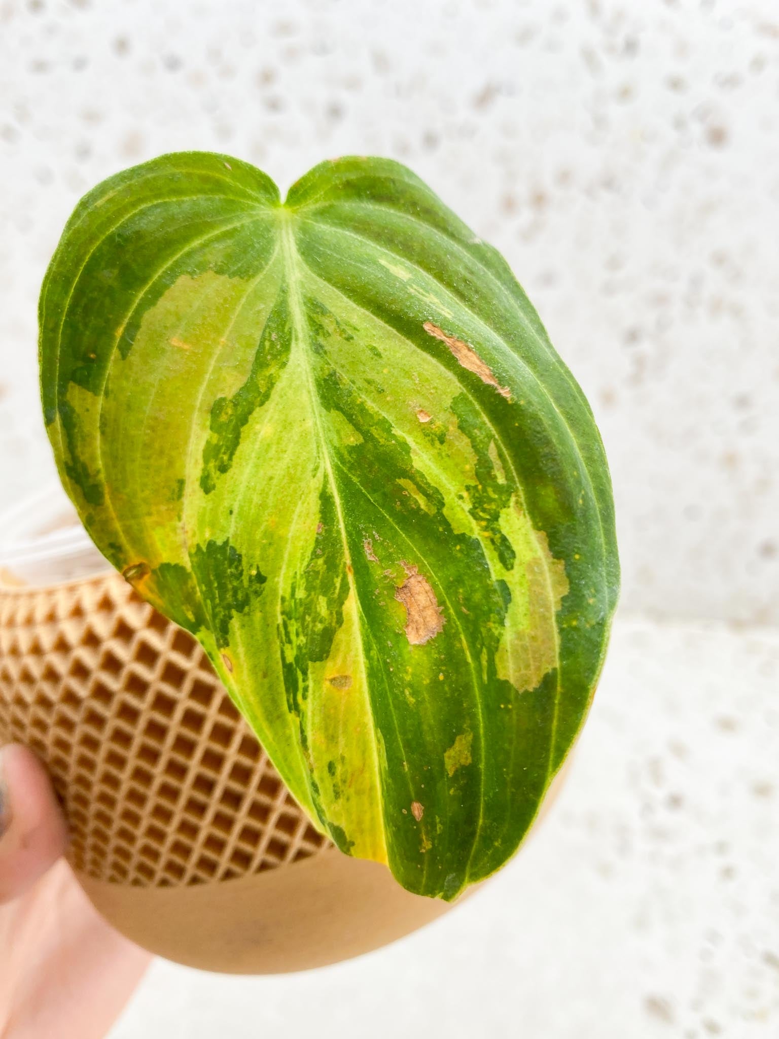 Philodendron Melanochrysum Variegated 3 Leaves Multiple Nodes 1 Sprout Rooted