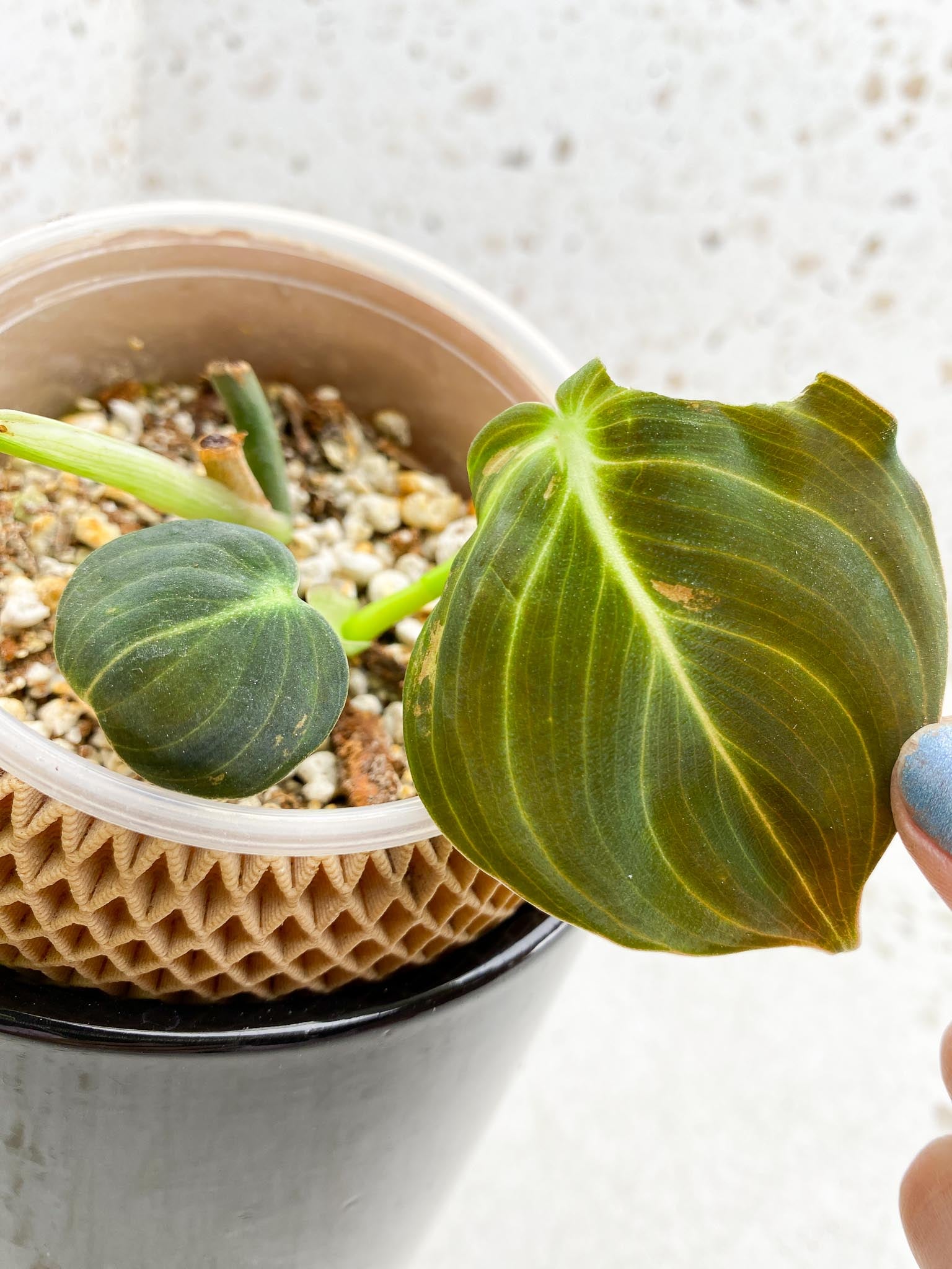 Philodendron Melanochrysum Variegated 3 Leaves Multiple Nodes 1 Sprout Rooted