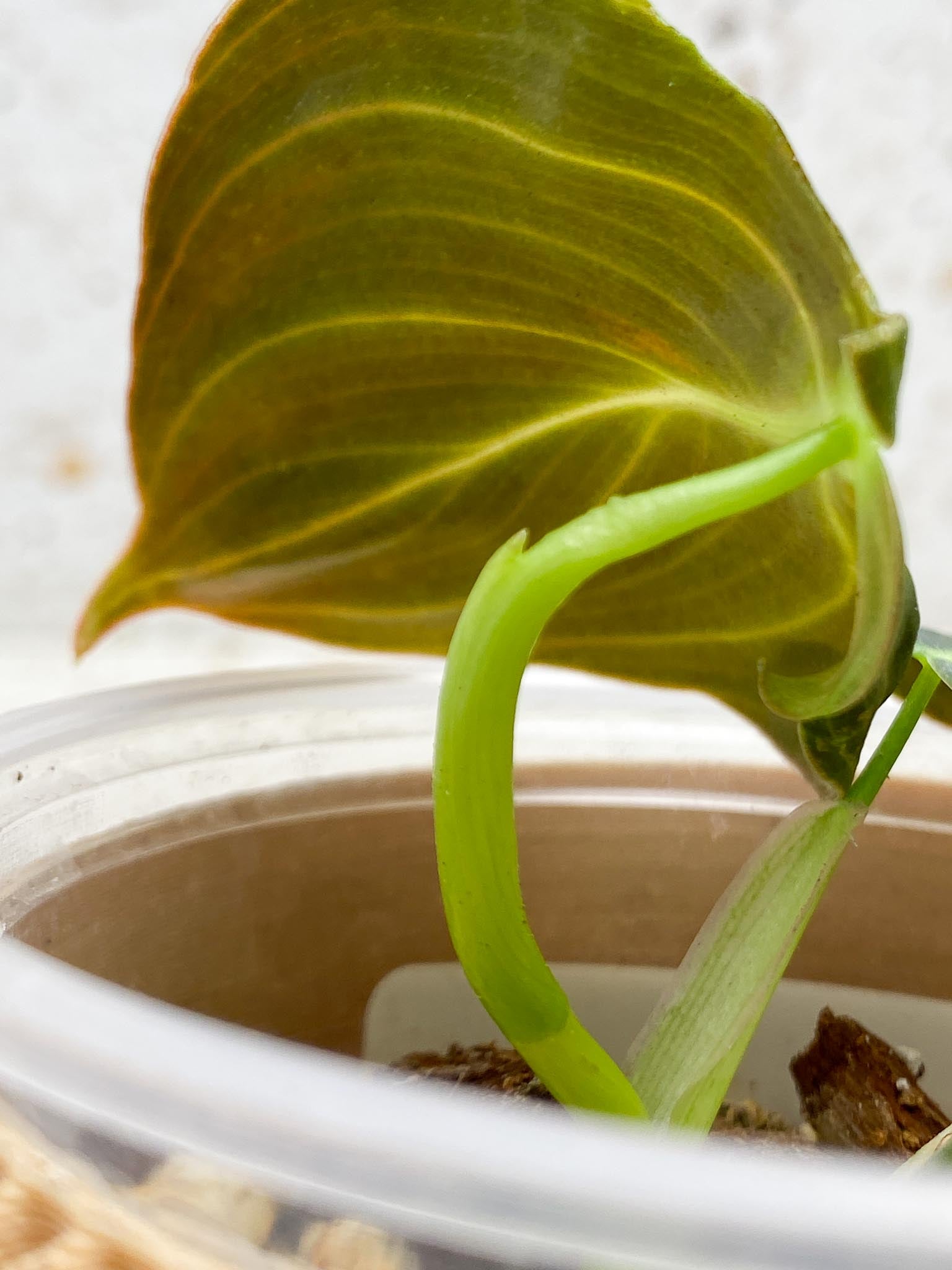 Philodendron Melanochrysum Variegated 3 Leaves Multiple Nodes 1 Sprout Rooted