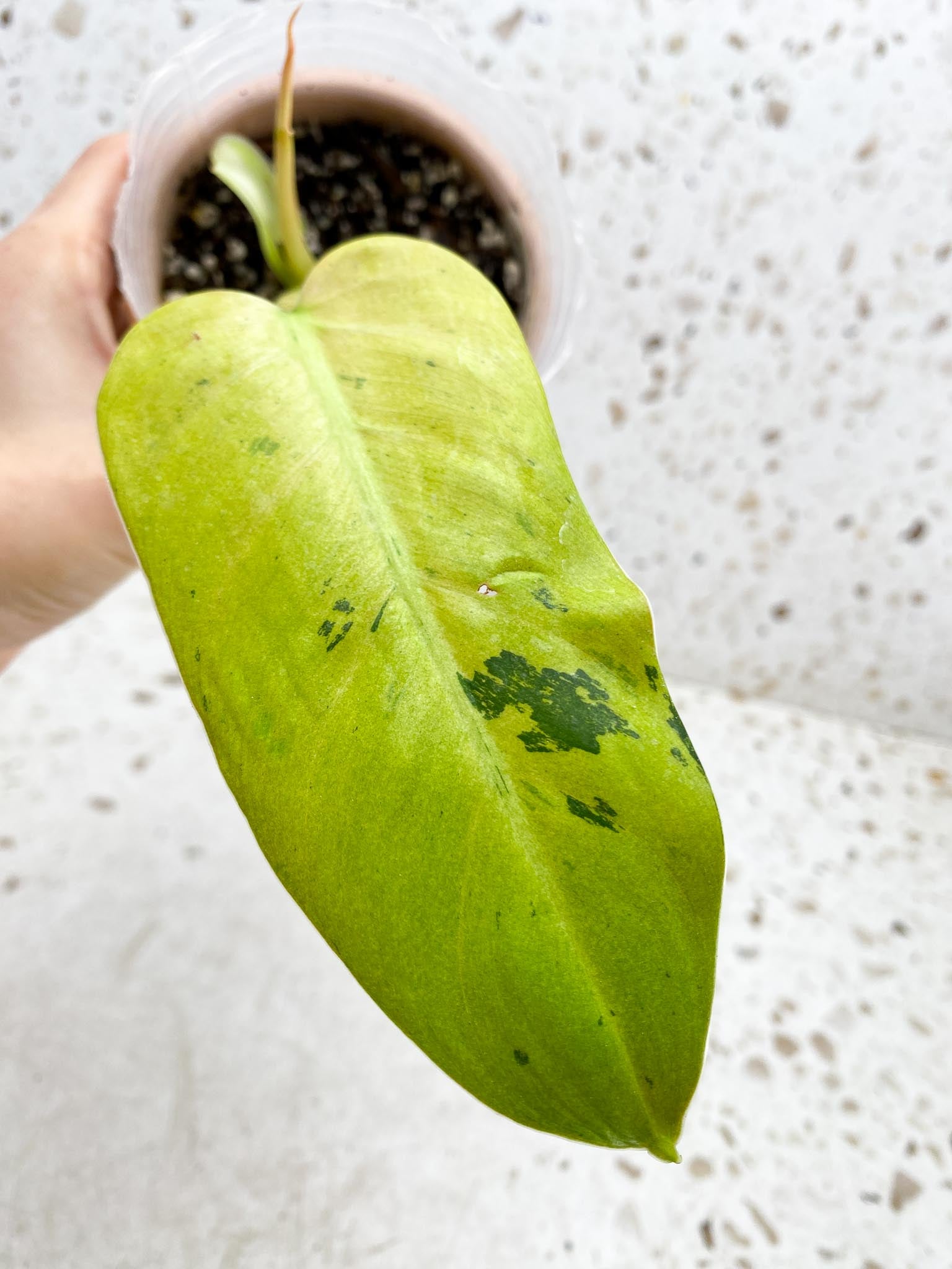 Philodendron Whipple Way A++ (US Clone) 1 Leaf 2 Nodes 1 Sprout Rooted