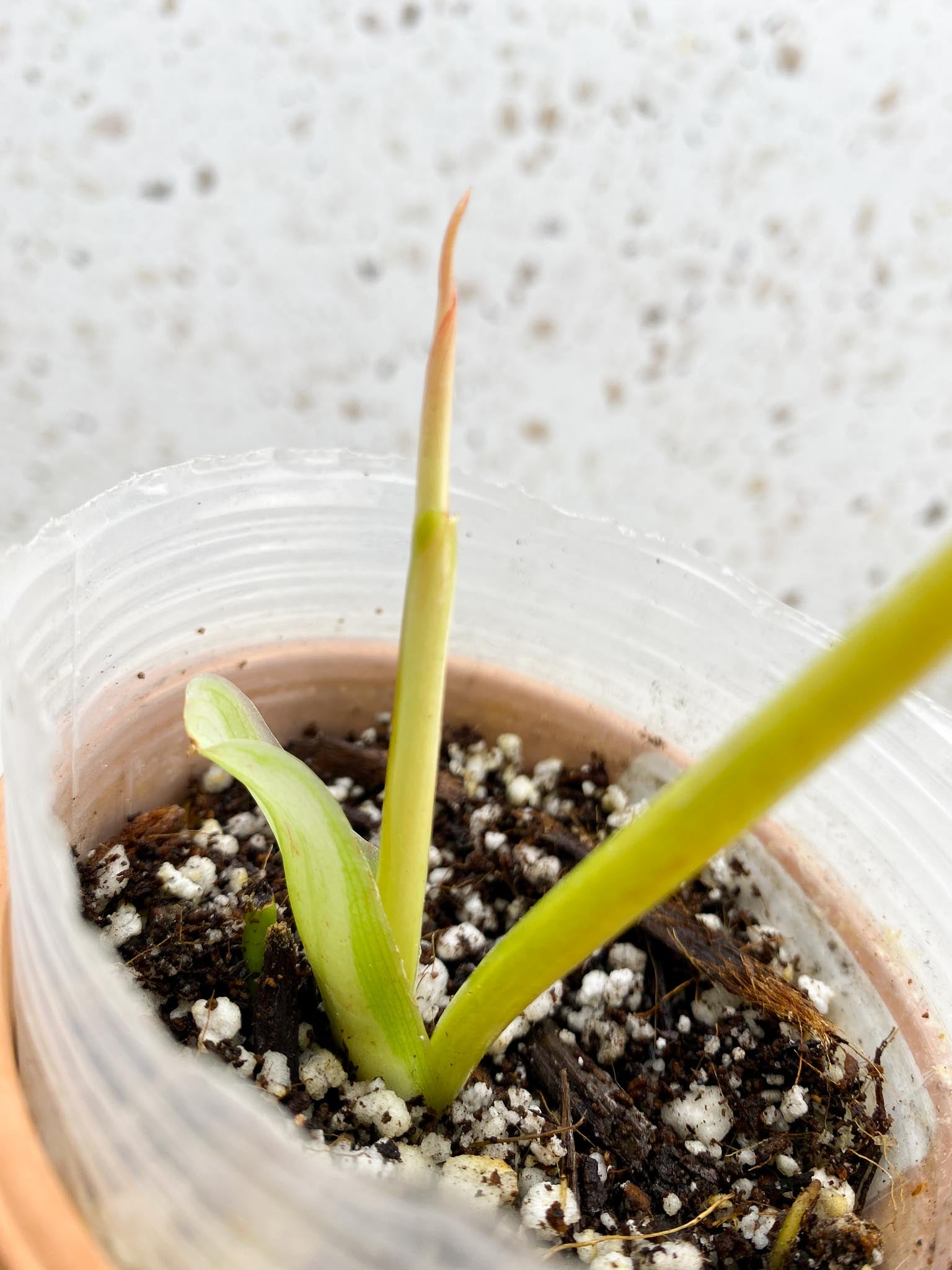Philodendron Whipple Way A++ (US Clone) 1 Leaf 2 Nodes 1 Sprout Rooted
