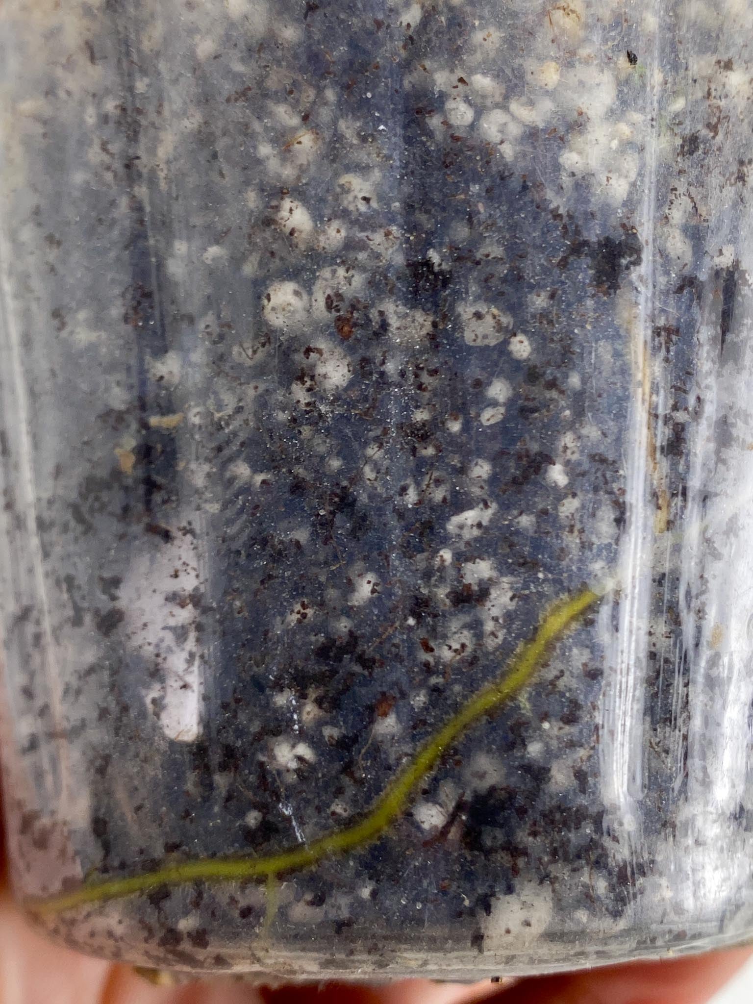 Philodendron Whipple Way A++ (US Clone) 1 Leaf 2 Nodes 1 Sprout Rooted