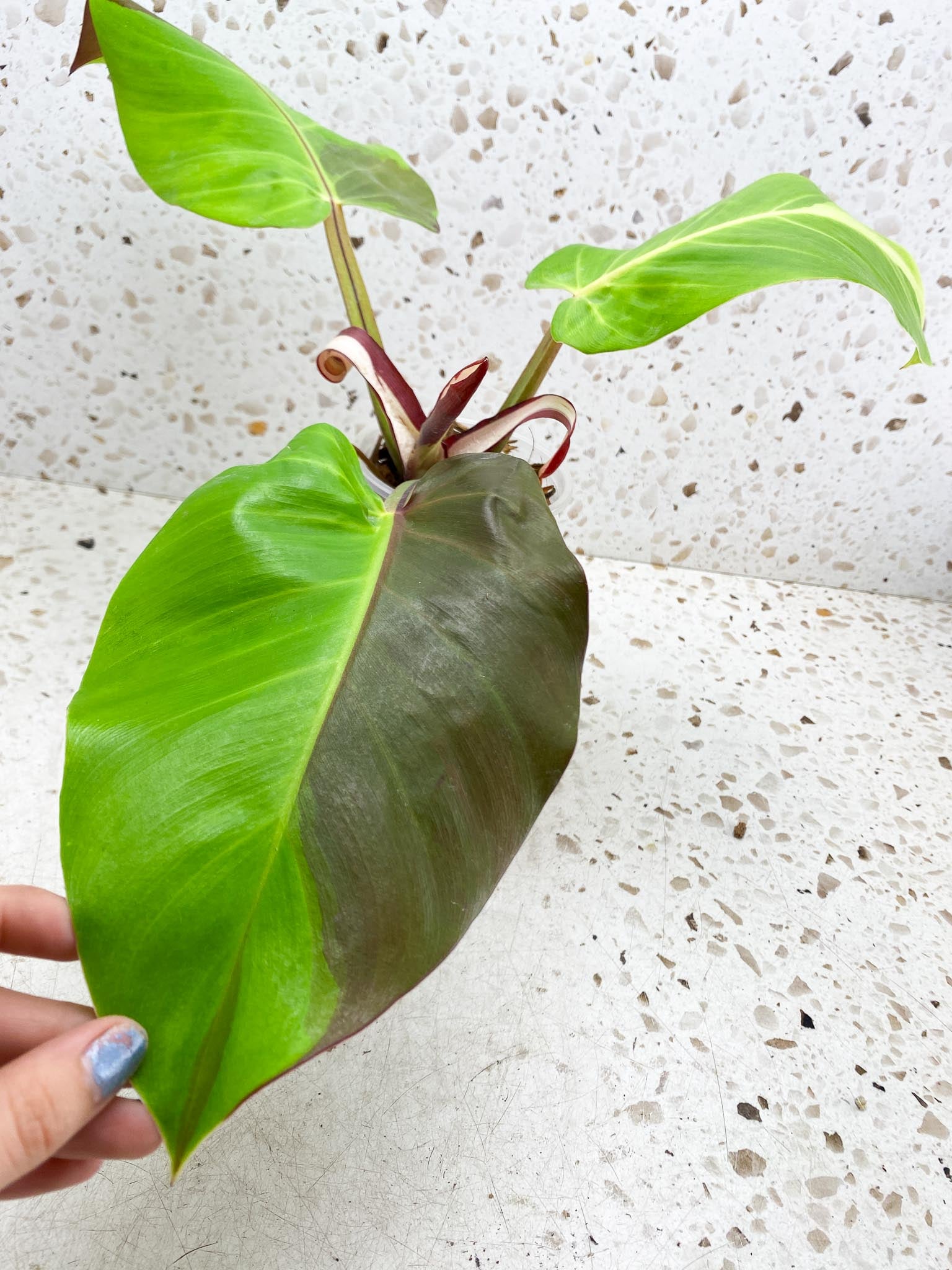 Philodendron Red Moon Variegated 3 Leaves 4 Nodes 1 Sprout Top Cutting Rooted