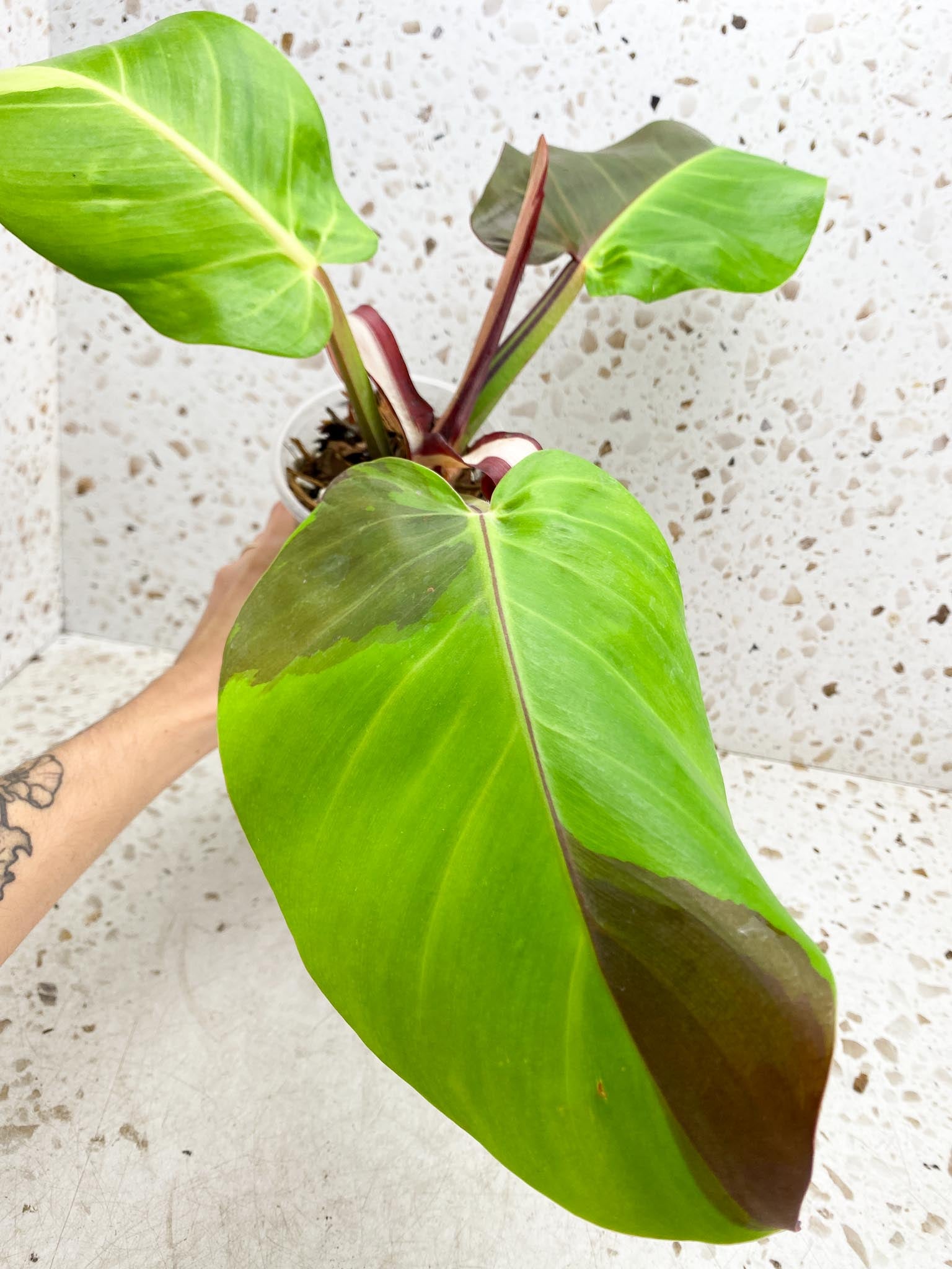 Philodendron Red Moon Variegated 3 Leaves 4 Nodes 1 Sprout Top Cutting Rooted