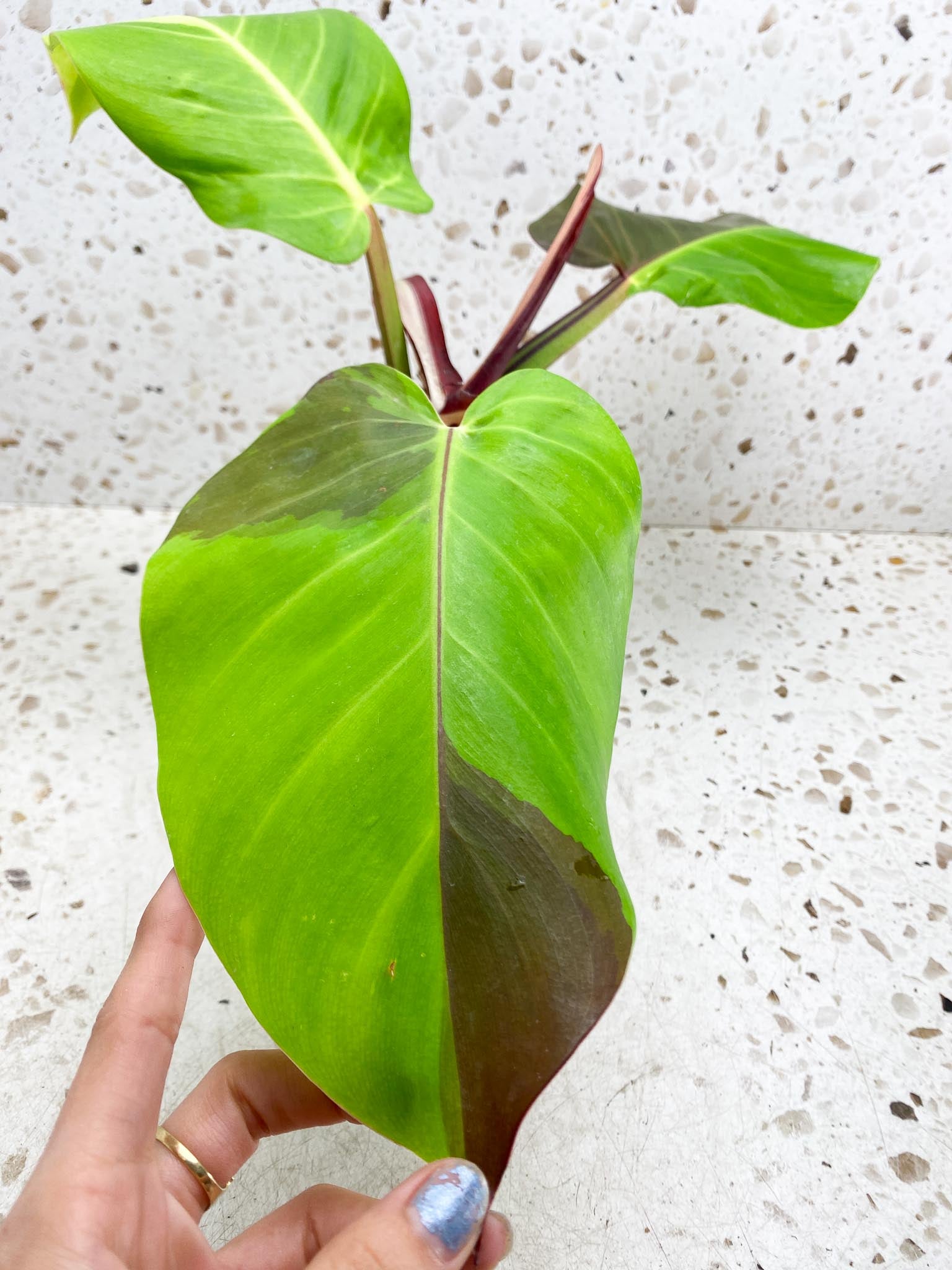 Philodendron Red Moon Variegated 3 Leaves 4 Nodes 1 Sprout Top Cutting Rooted