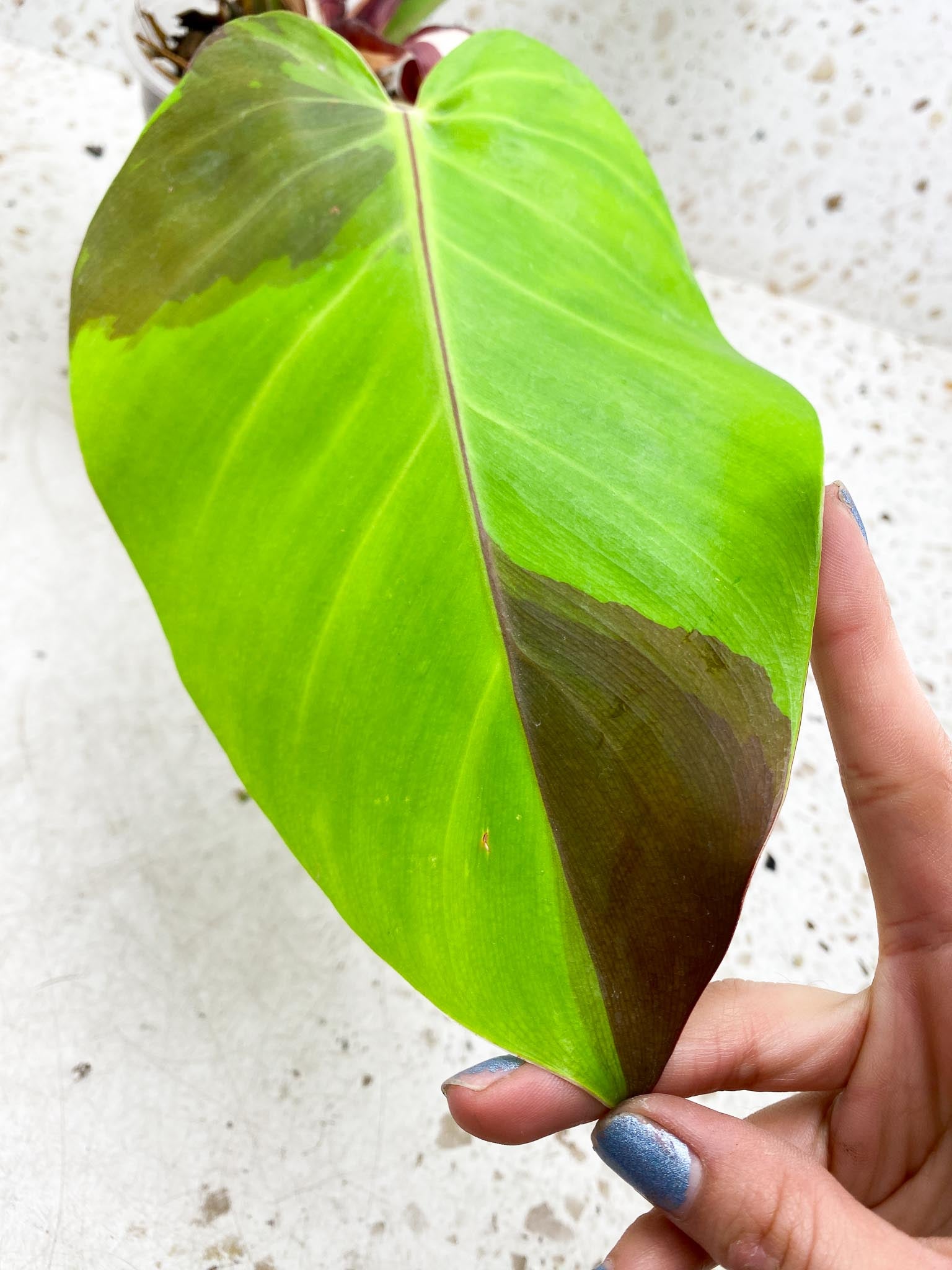 Philodendron Red Moon Variegated 3 Leaves 4 Nodes 1 Sprout Top Cutting Rooted
