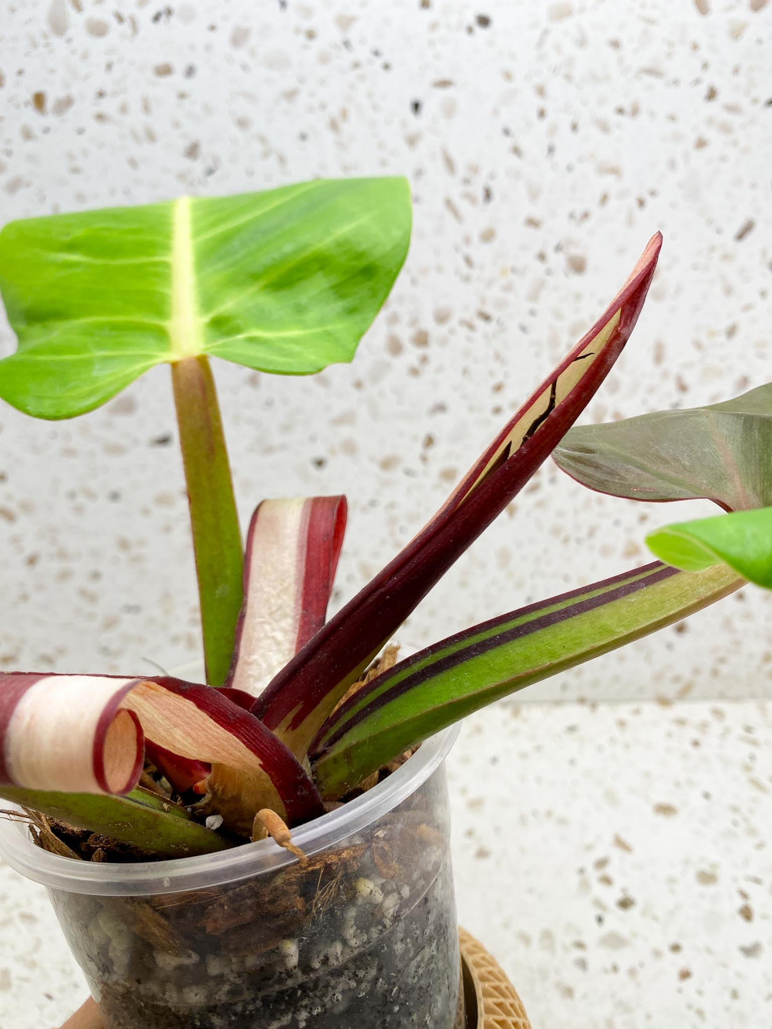 Philodendron Red Moon Variegated 3 Leaves 4 Nodes 1 Sprout Top Cutting Rooted