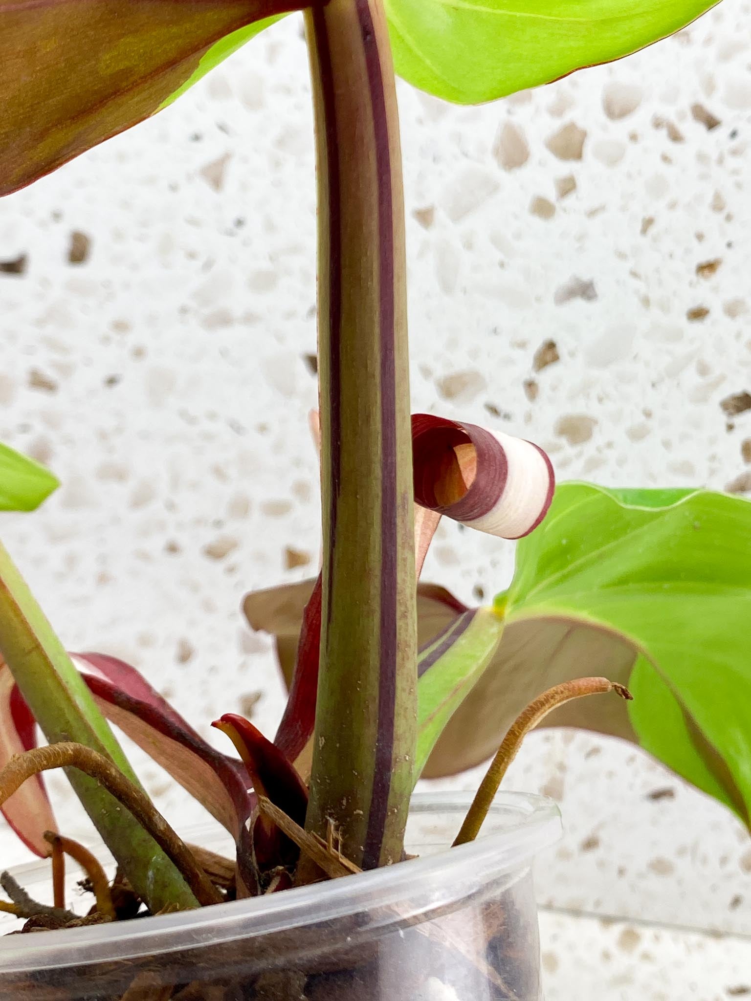 Philodendron Red Moon Variegated 3 Leaves 4 Nodes 1 Sprout Top Cutting Rooted