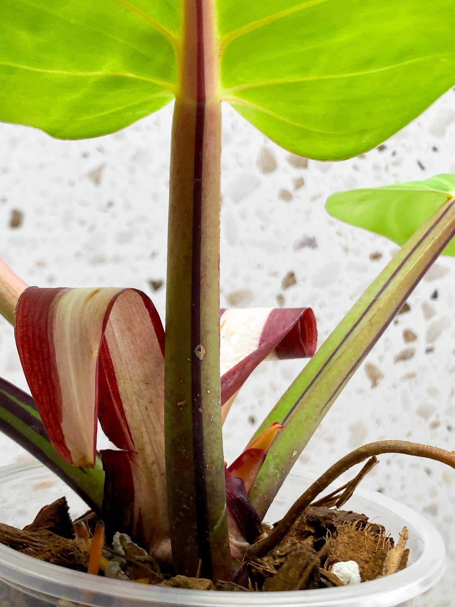 Philodendron Red Moon Variegated 3 Leaves 4 Nodes 1 Sprout Top Cutting Rooted