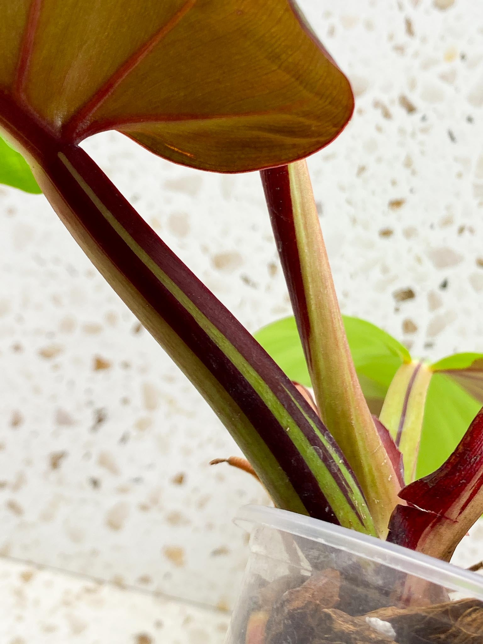 Philodendron Red Moon Variegated 3 Leaves 4 Nodes 1 Sprout Top Cutting Rooted