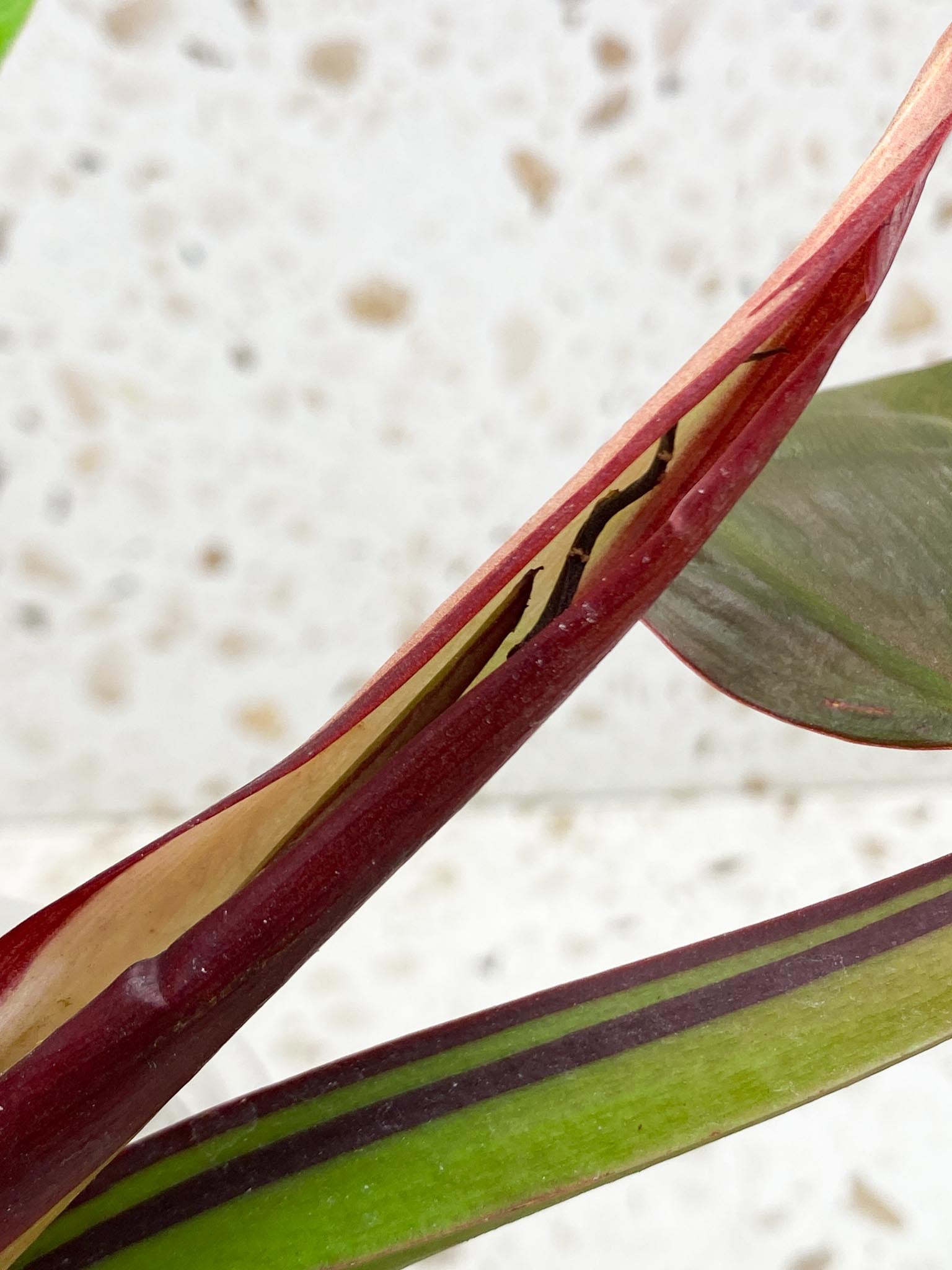 Philodendron Red Moon Variegated 3 Leaves 4 Nodes 1 Sprout Top Cutting Rooted