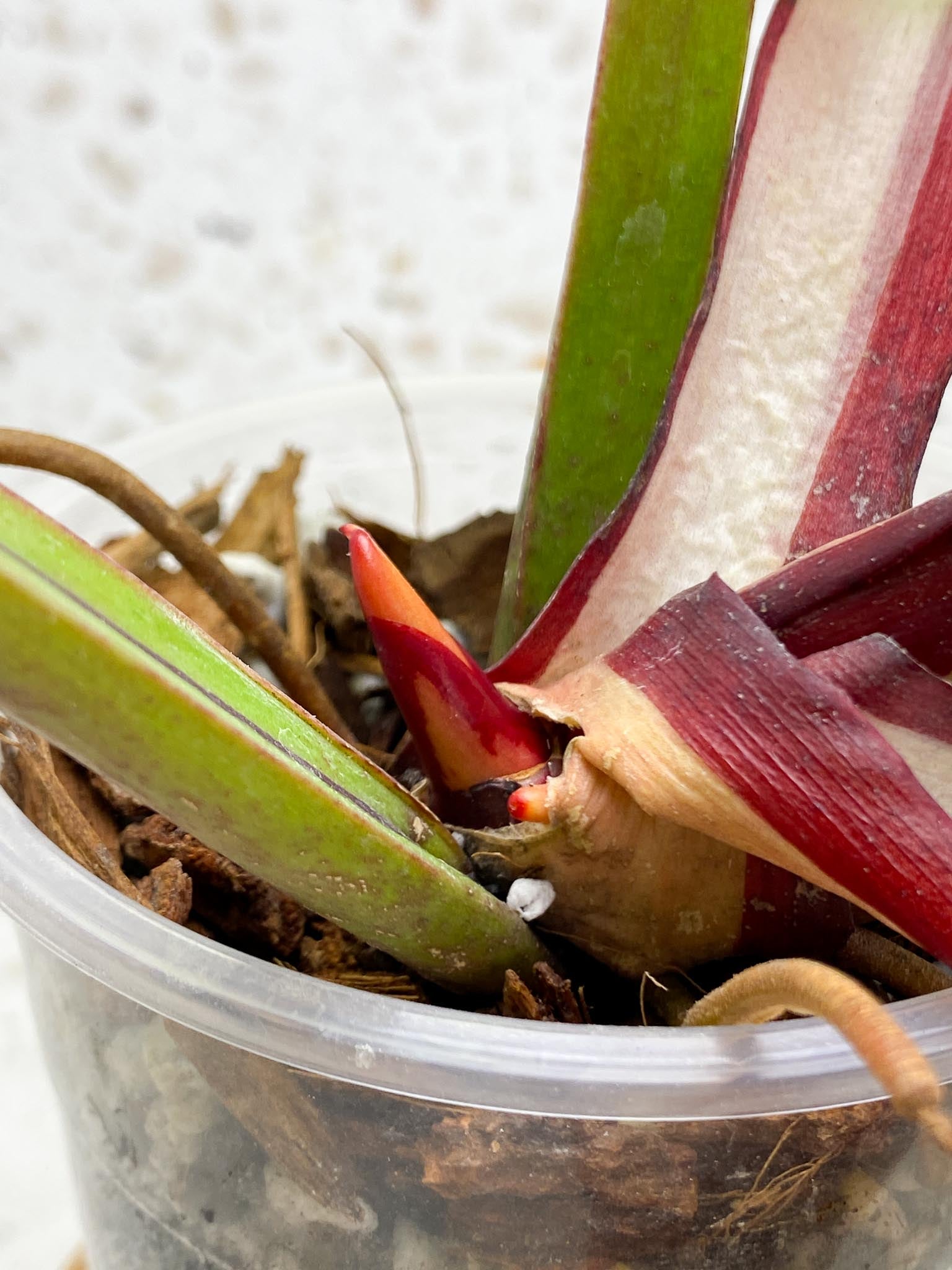 Philodendron Red Moon Variegated 3 Leaves 4 Nodes 1 Sprout Top Cutting Rooted