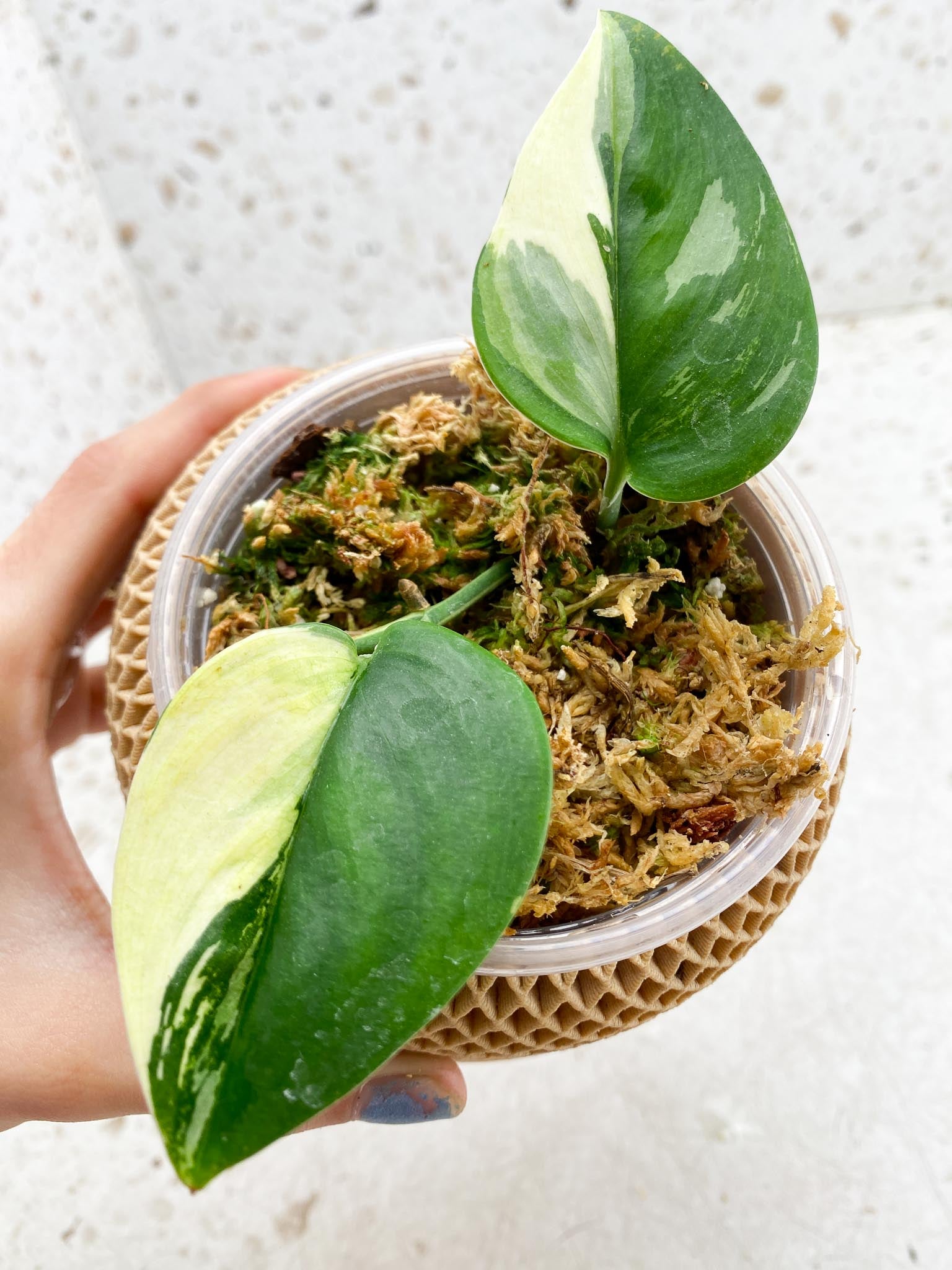 Scindapsus Moonlight Variegated 2 Leaves 2 Nodes 1 Sprout Rooted