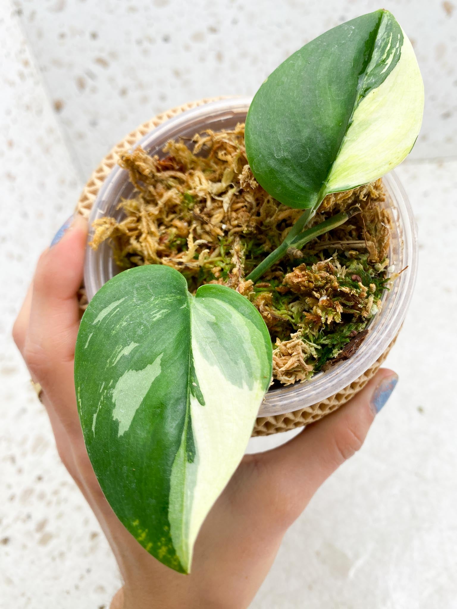 Scindapsus Moonlight Variegated 2 Leaves 2 Nodes 1 Sprout Rooted