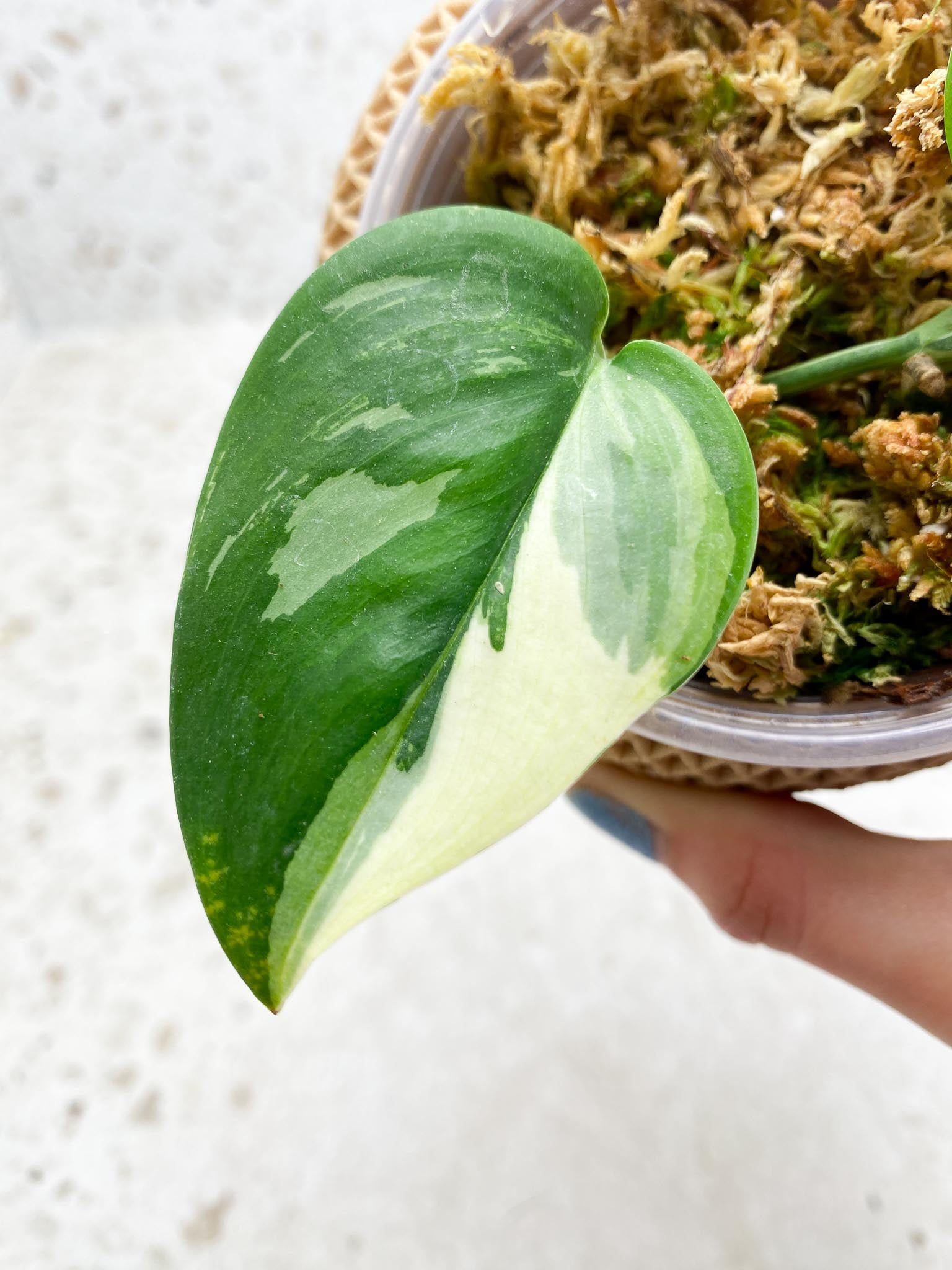 Scindapsus Moonlight Variegated 2 Leaves 2 Nodes 1 Sprout Rooted