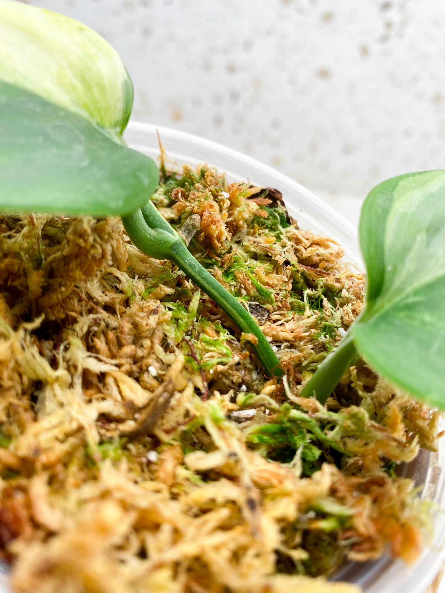 Scindapsus Moonlight Variegated 2 Leaves 2 Nodes 1 Sprout Rooted