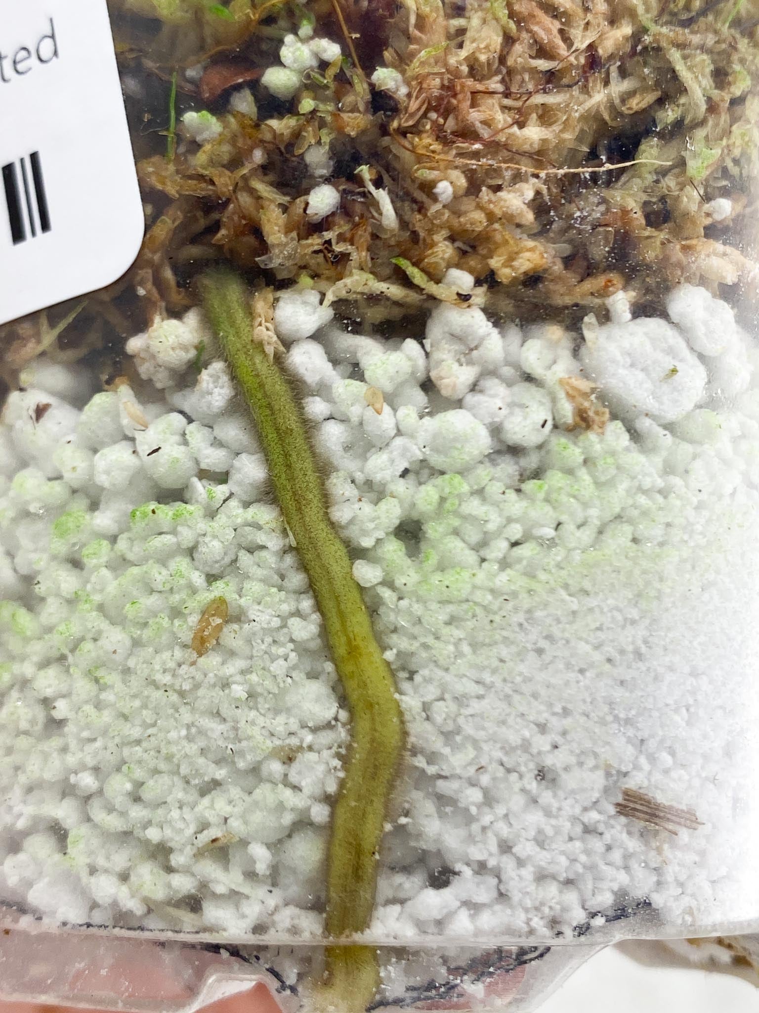 Scindapsus Moonlight Variegated 2 Leaves 2 Nodes 1 Sprout Rooted