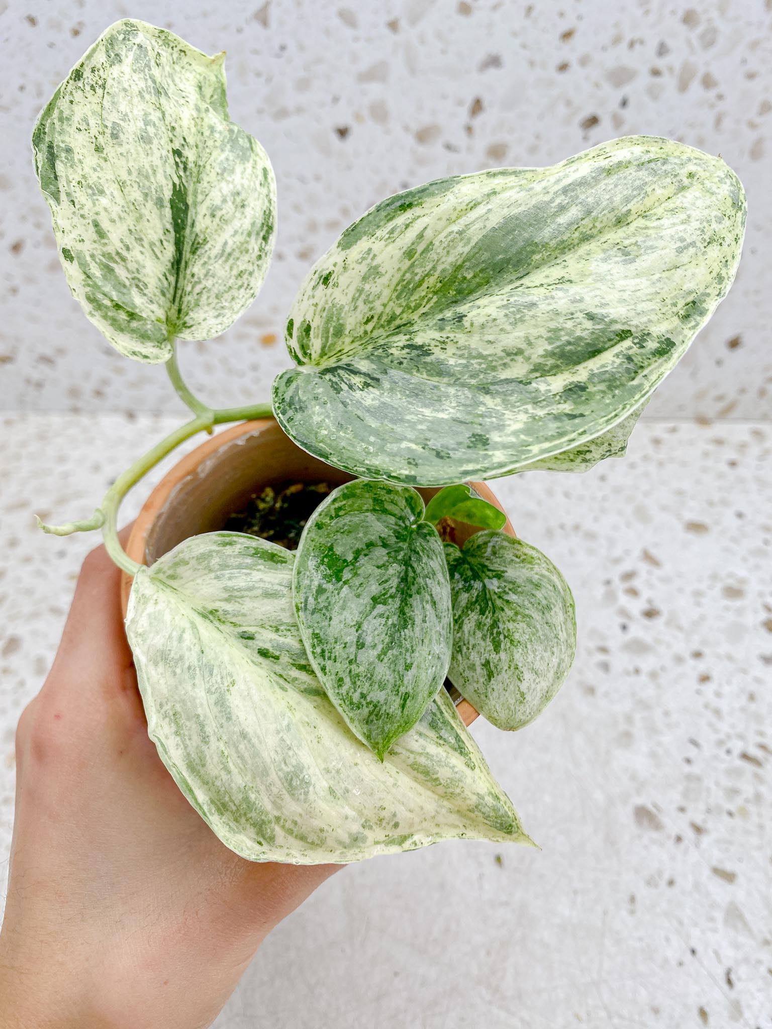 Scindapsus Peasun Variegated Multiple Leaves Multiple Nodes 1 Sprout Big leaves Rooted