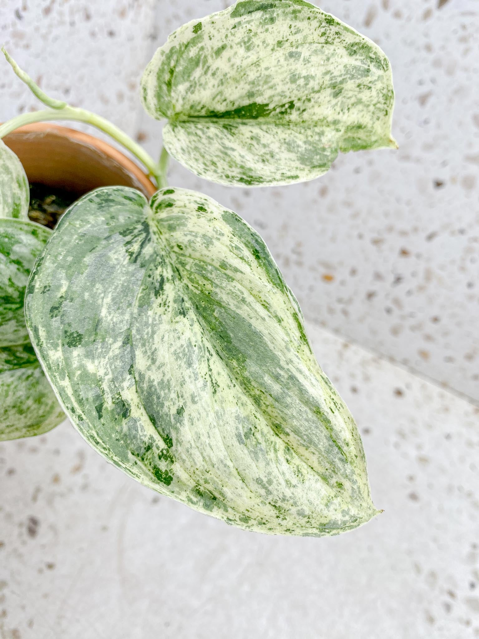 Scindapsus Peasun Variegated Multiple Leaves Multiple Nodes 1 Sprout Big leaves Rooted
