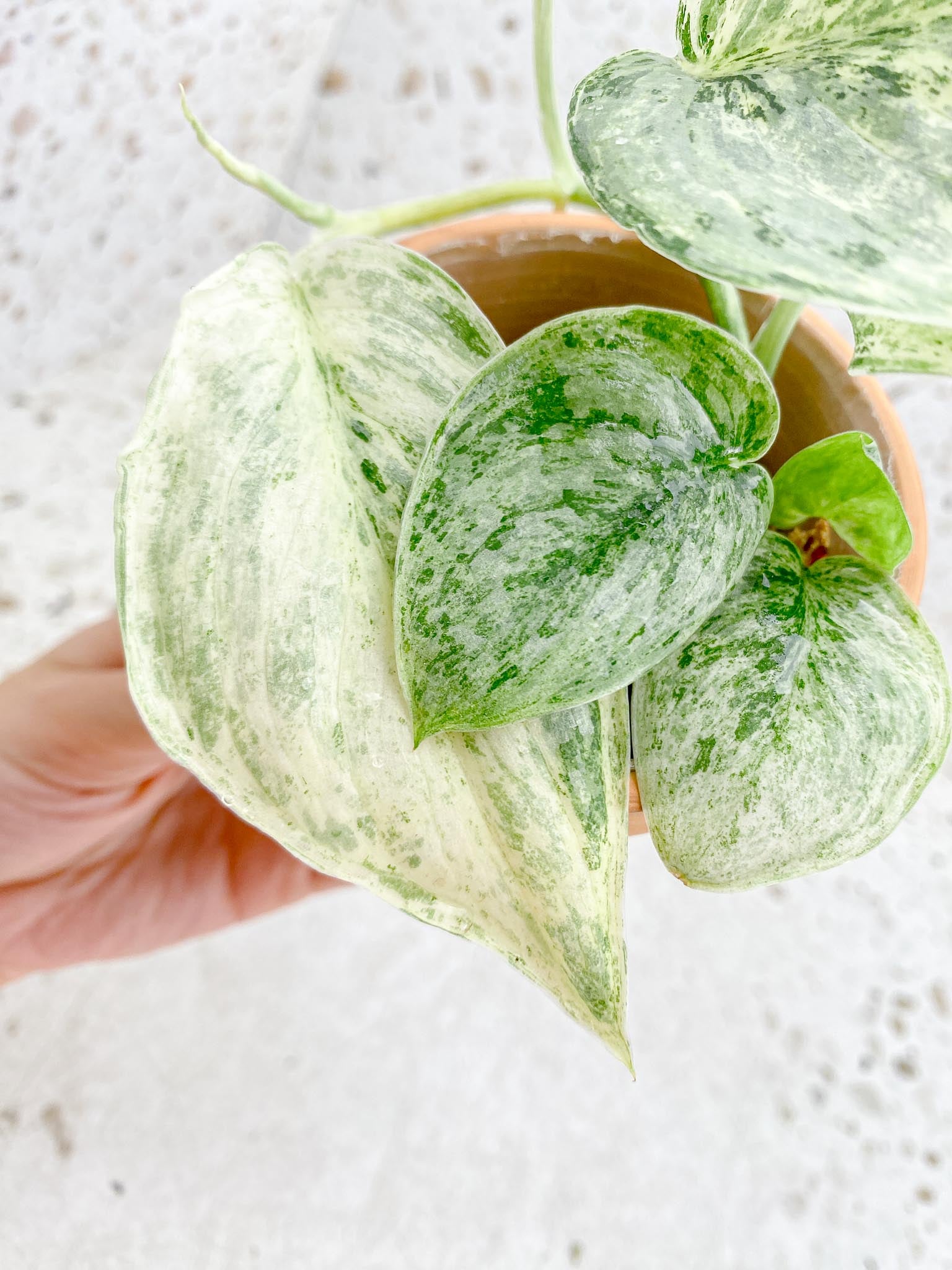 Scindapsus Peasun Variegated Multiple Leaves Multiple Nodes 1 Sprout Big leaves Rooted