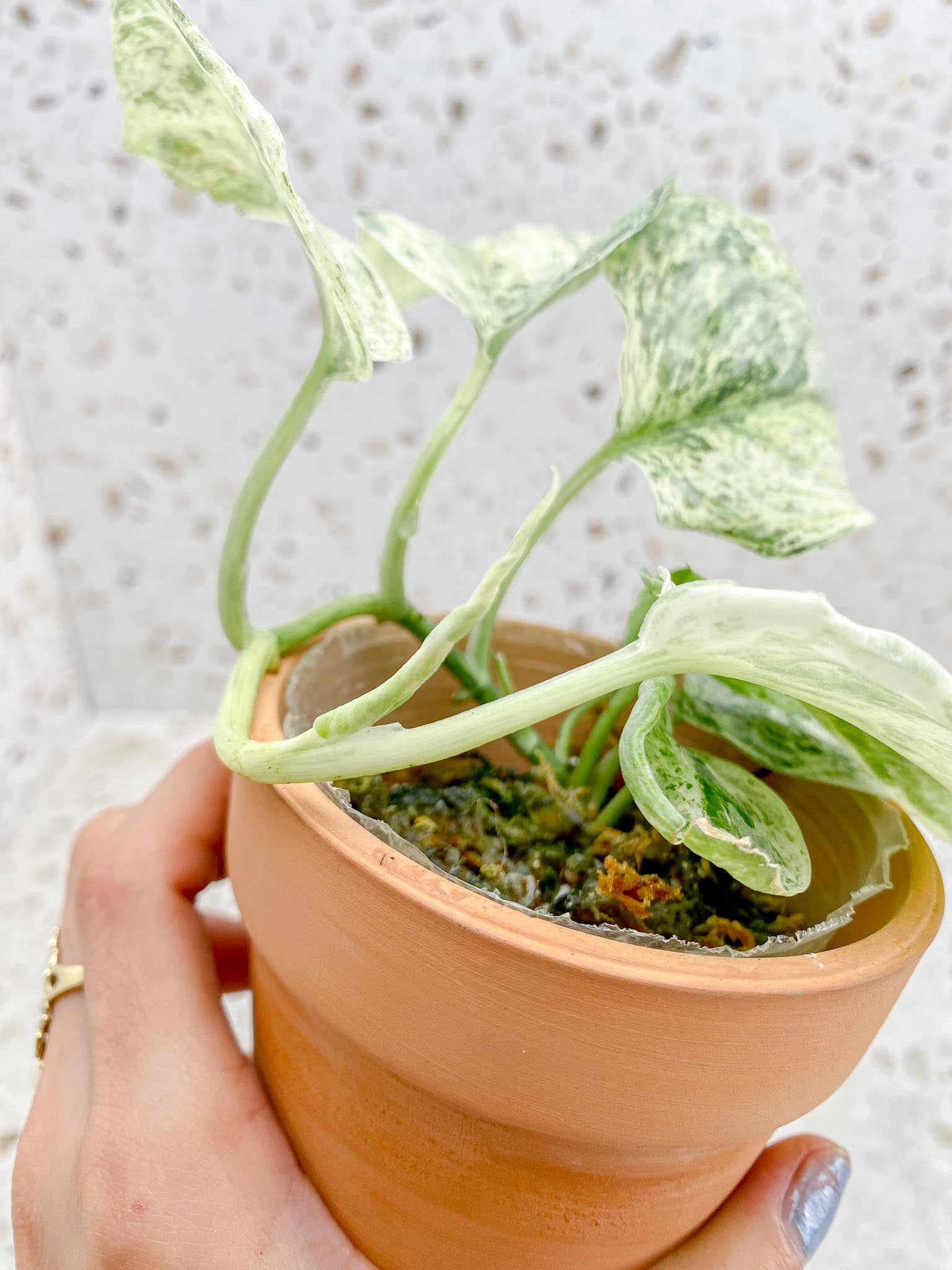 Scindapsus Peasun Variegated Multiple Leaves Multiple Nodes 1 Sprout Big leaves Rooted