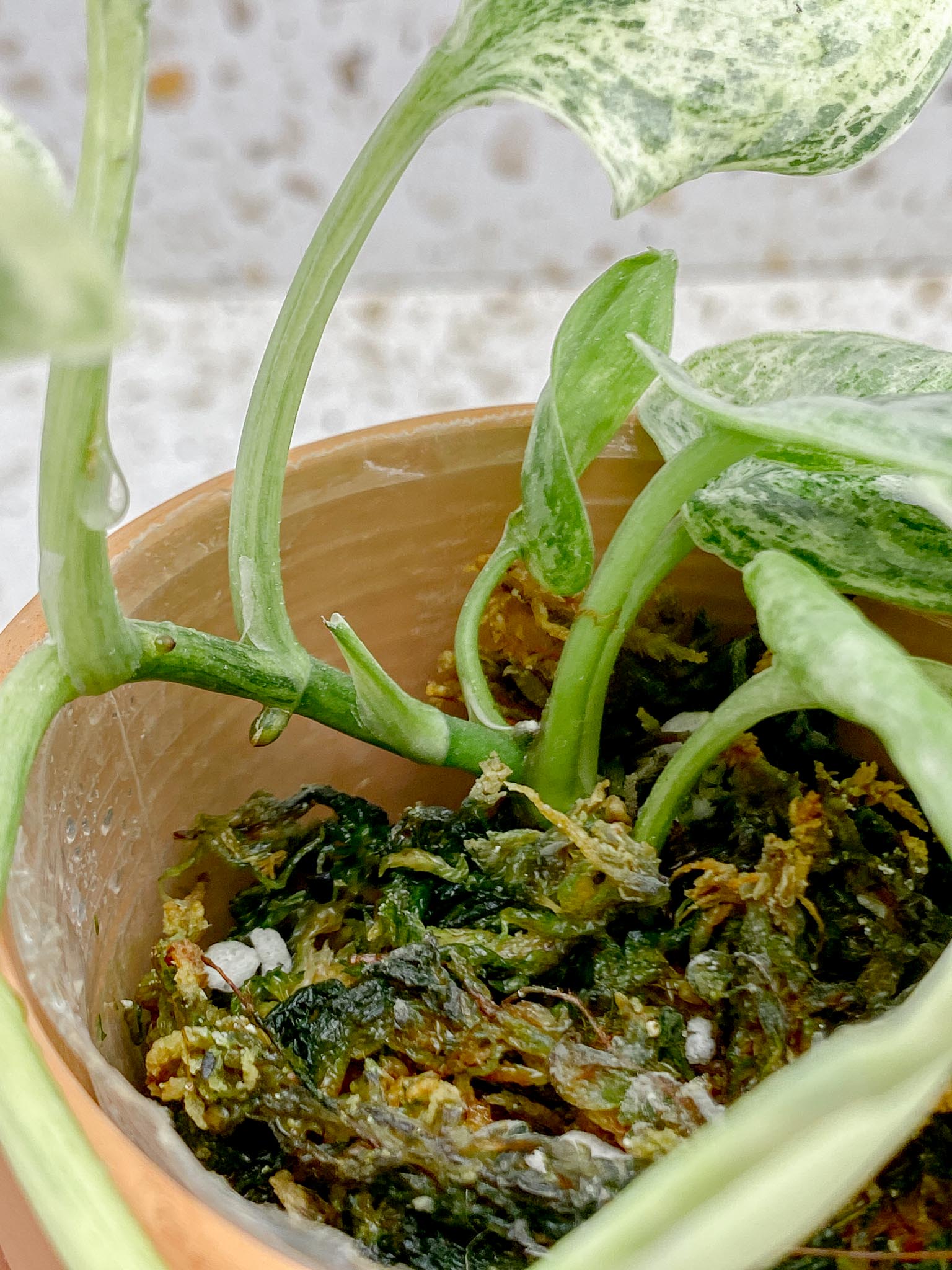 Scindapsus Peasun Variegated Multiple Leaves Multiple Nodes 1 Sprout Big leaves Rooted