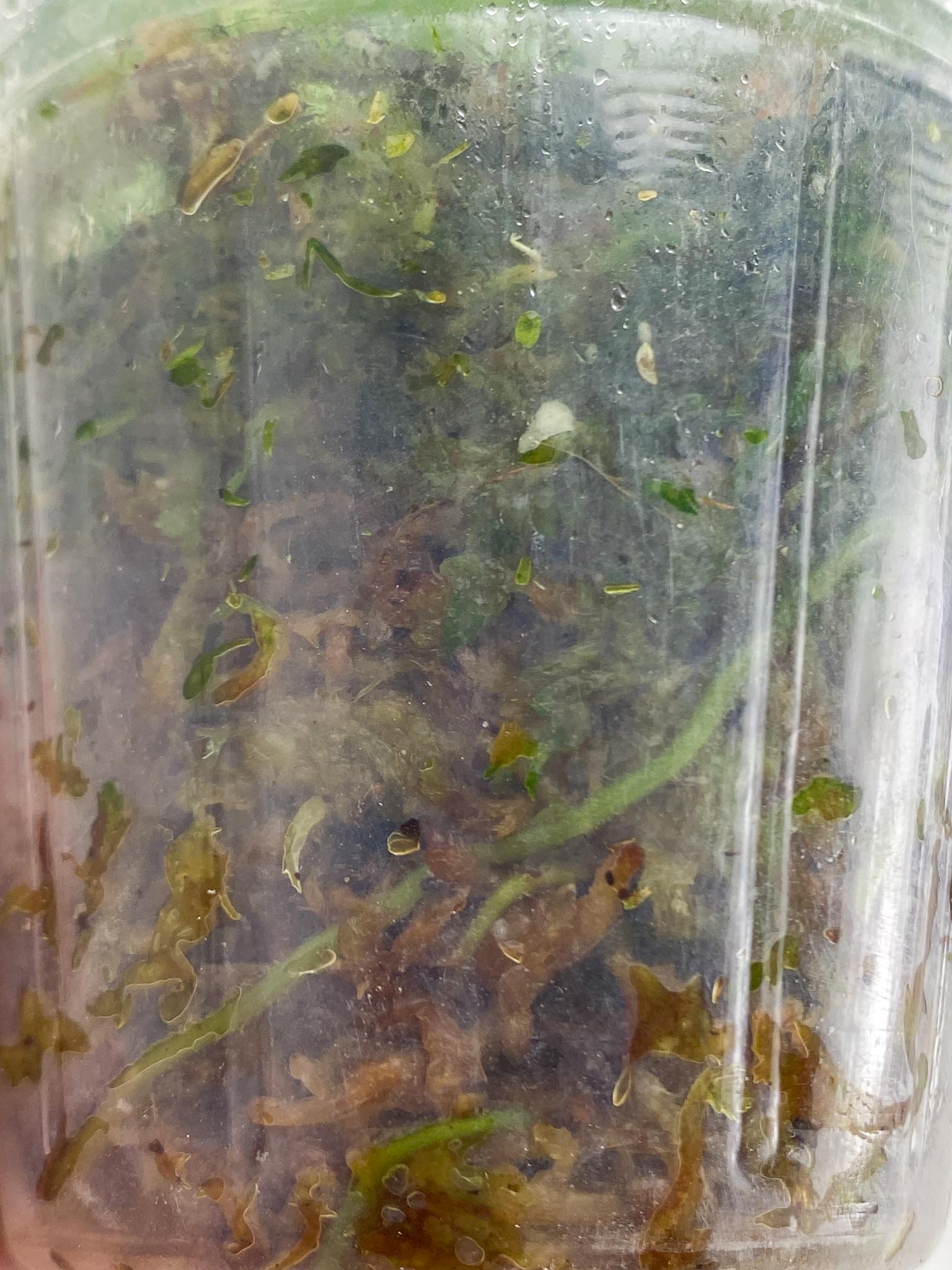 Scindapsus Peasun Variegated Multiple Leaves Multiple Nodes 1 Sprout Big leaves Rooted