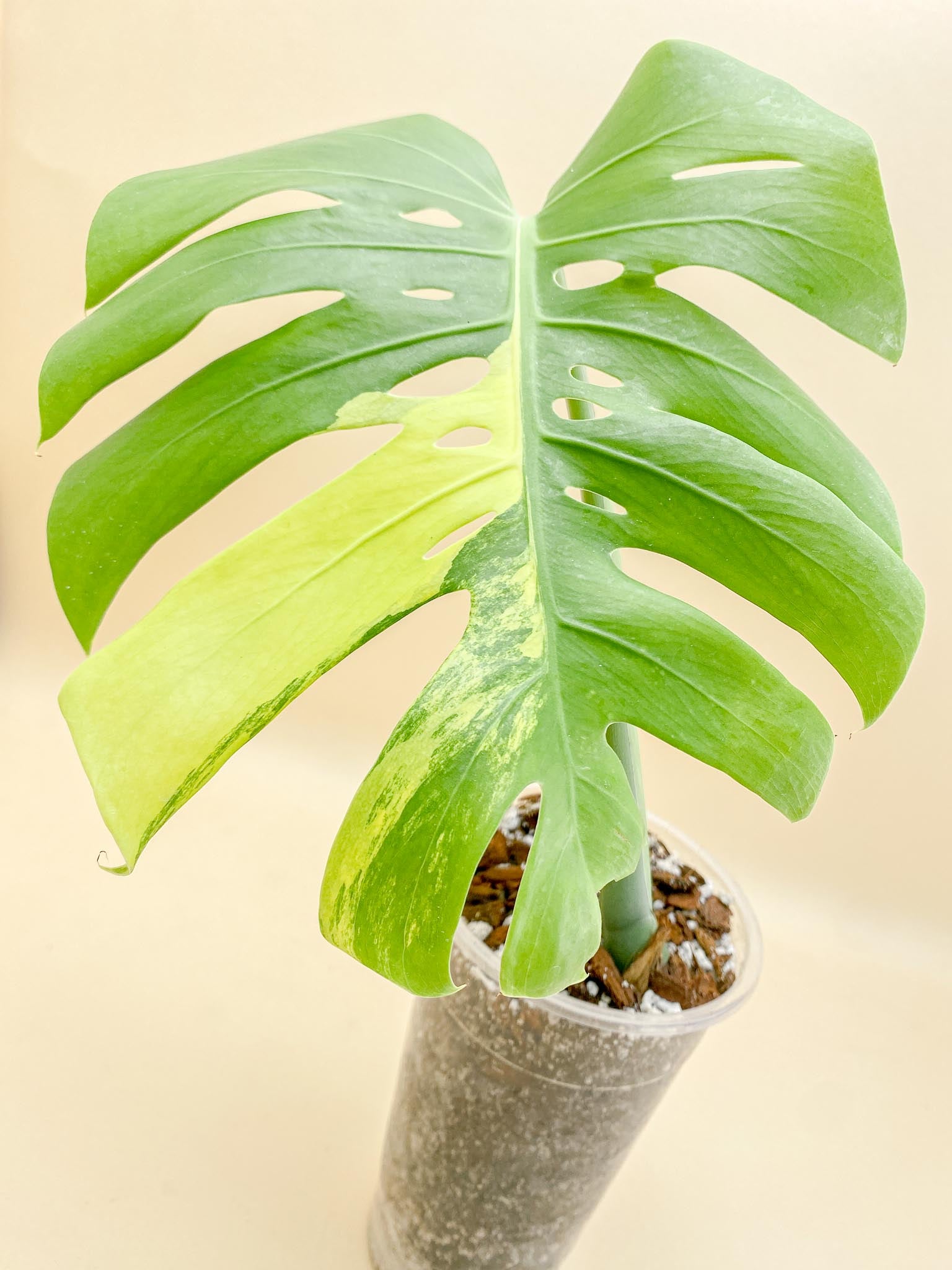 Monstera Aurea Tricolor 1 Leaf 2 Nodes 1 Growing Bud 2nd fenestration Rooted