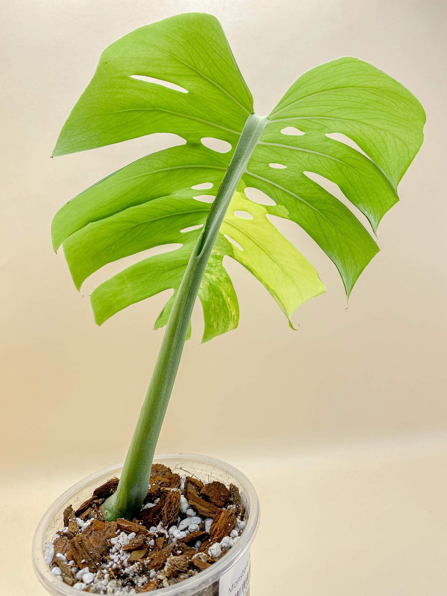 Monstera Aurea Tricolor 1 Leaf 2 Nodes 1 Growing Bud 2nd fenestration Rooted
