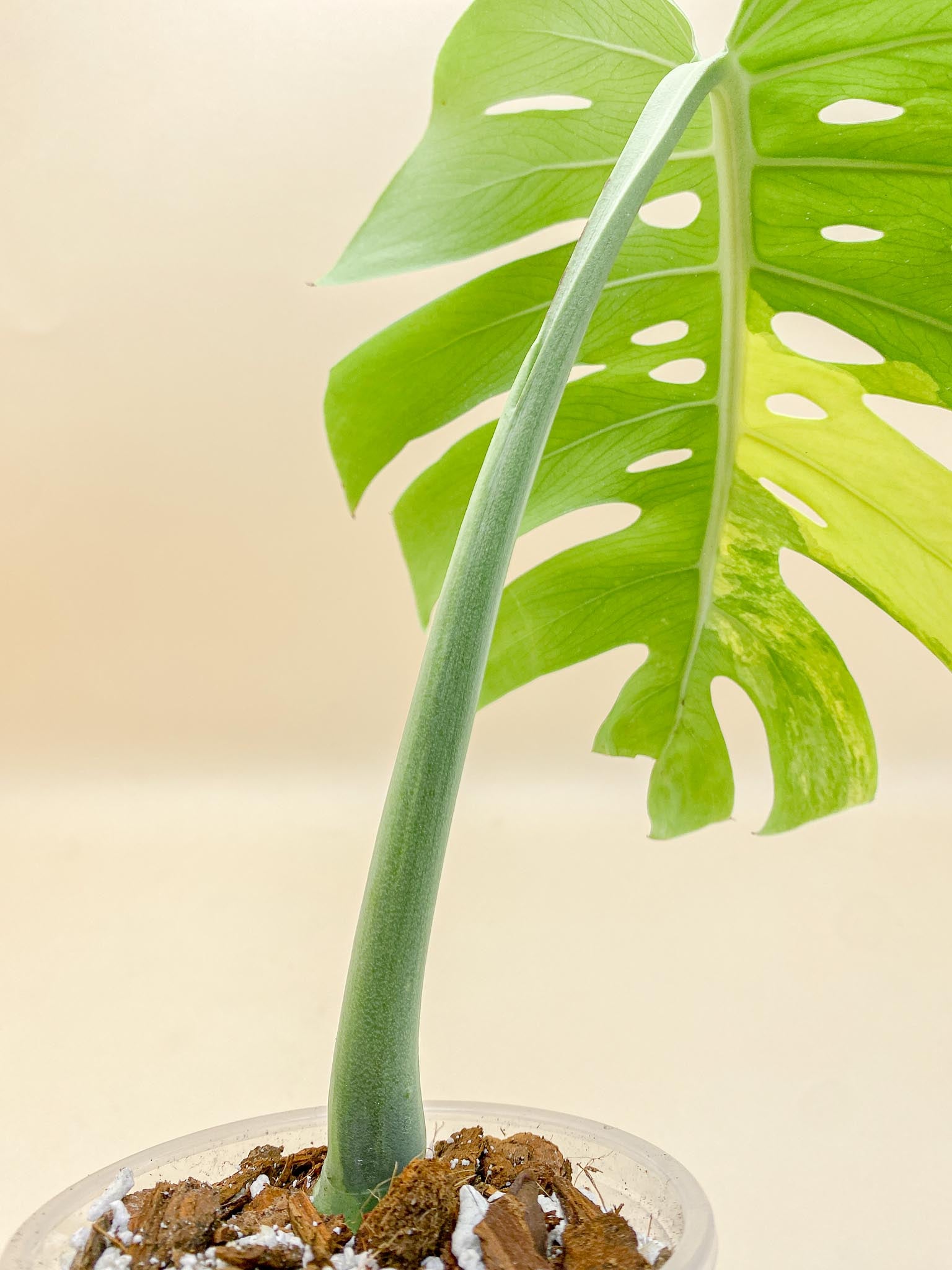 Monstera Aurea Tricolor 1 Leaf 2 Nodes 1 Growing Bud 2nd fenestration Rooted