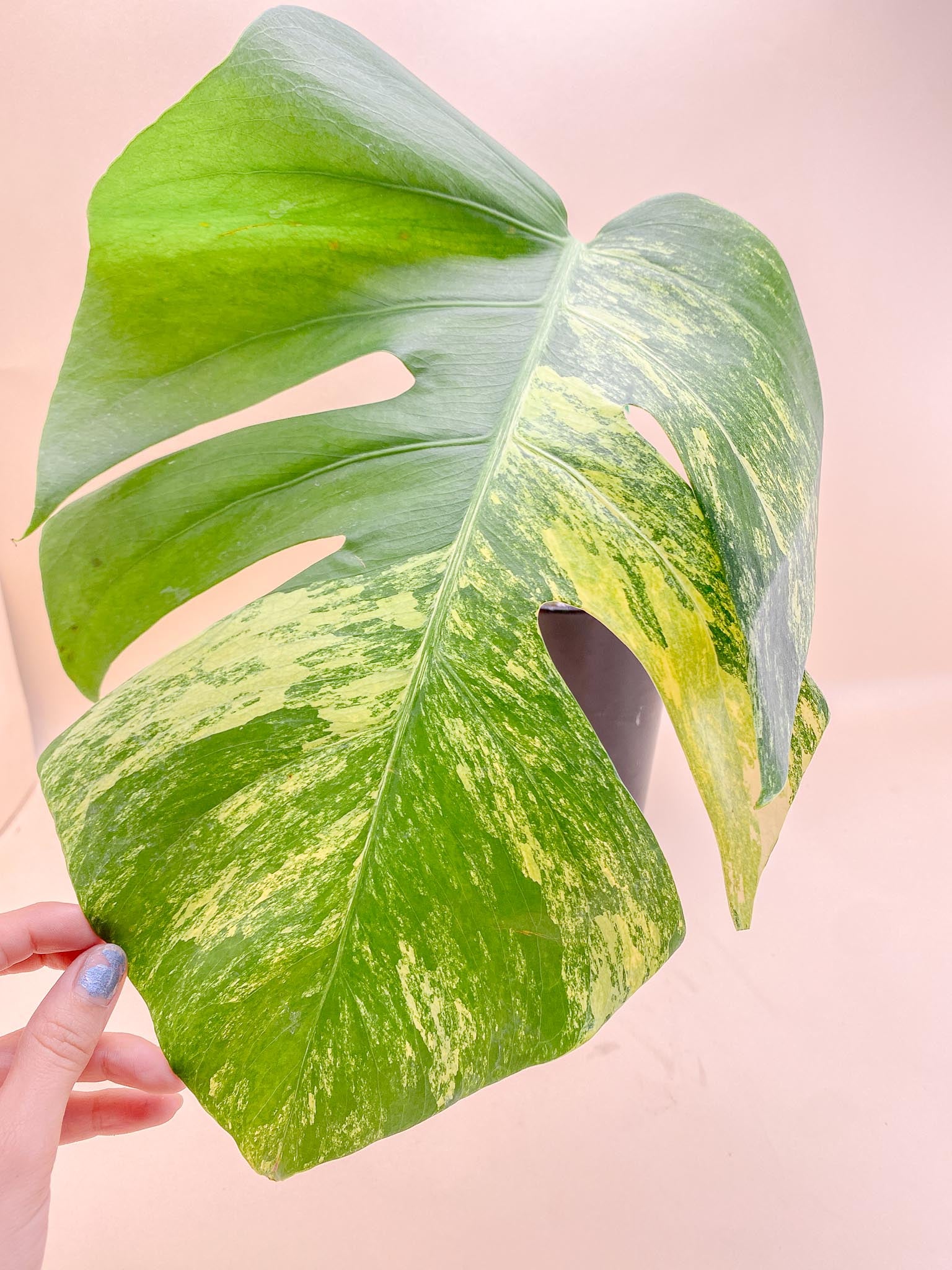 Monstera Aurea Tricolor 1 Leaf 1 Node Rooted