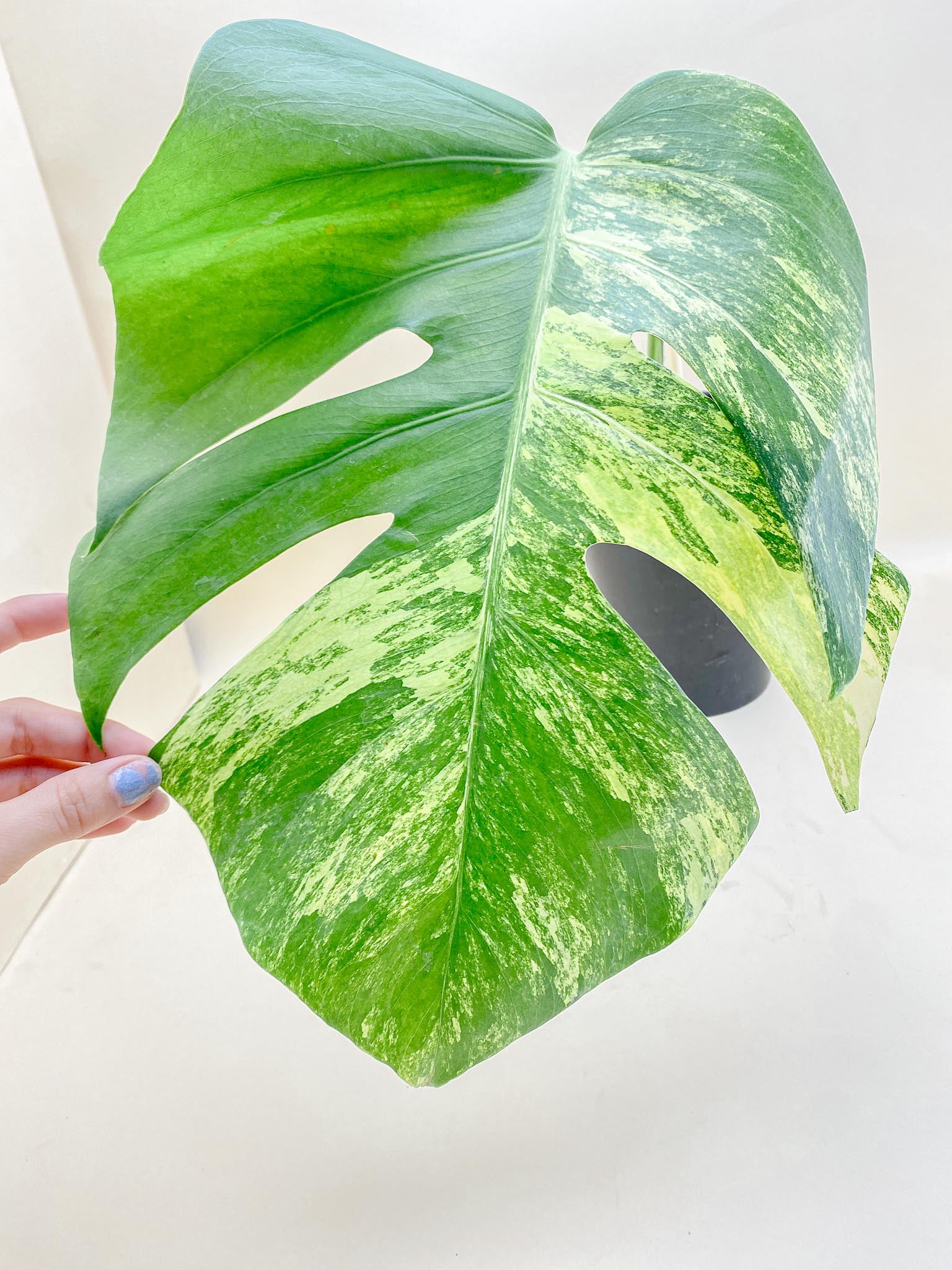 Monstera Aurea Tricolor 1 Leaf 1 Node Rooted