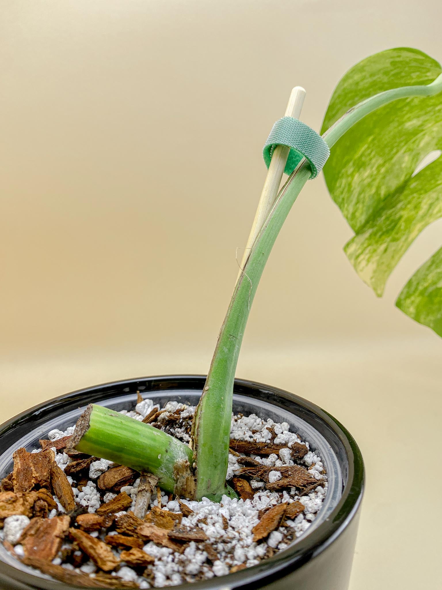 Monstera Aurea Tricolor 1 Leaf 1 Node Rooted