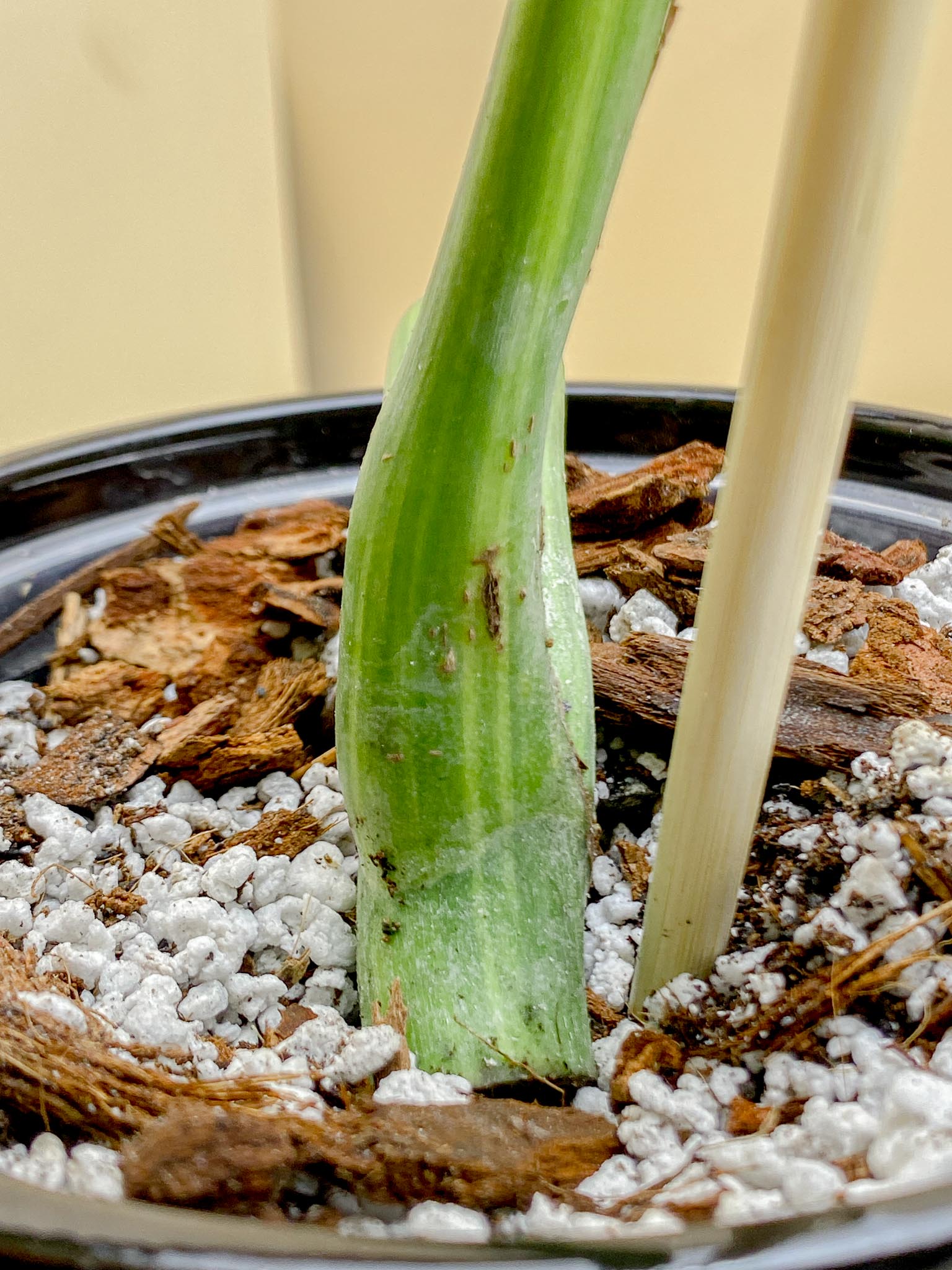 Monstera Aurea Tricolor 1 Leaf 1 Node Rooted