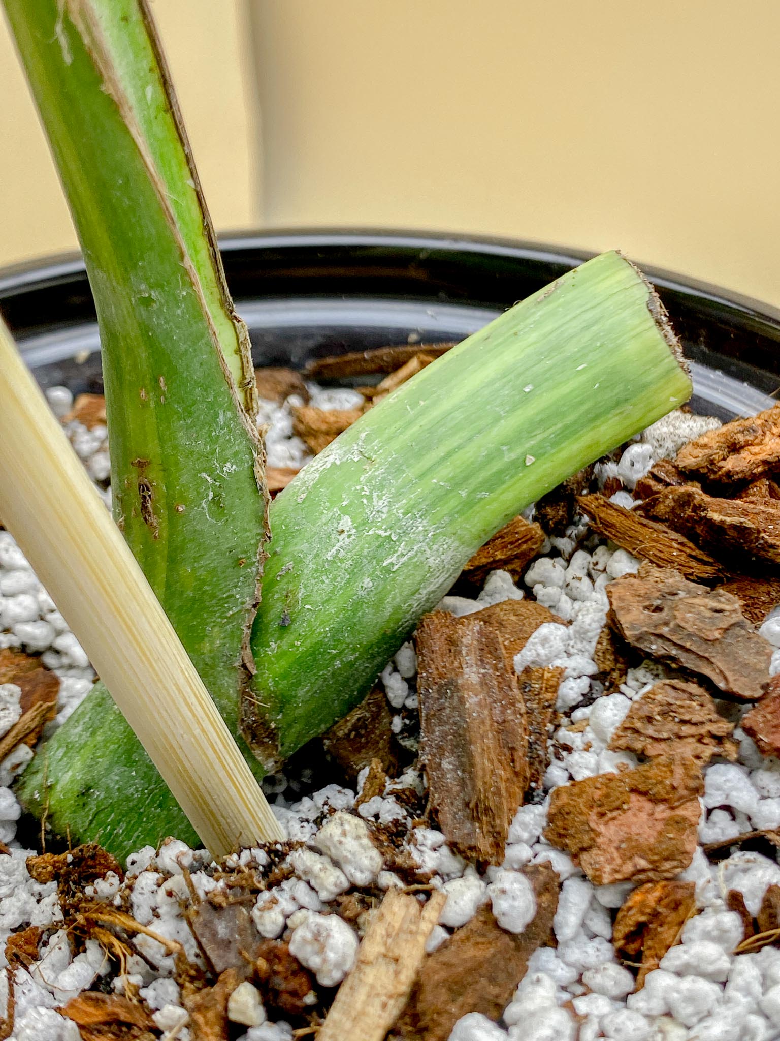 Monstera Aurea Tricolor 1 Leaf 1 Node Rooted