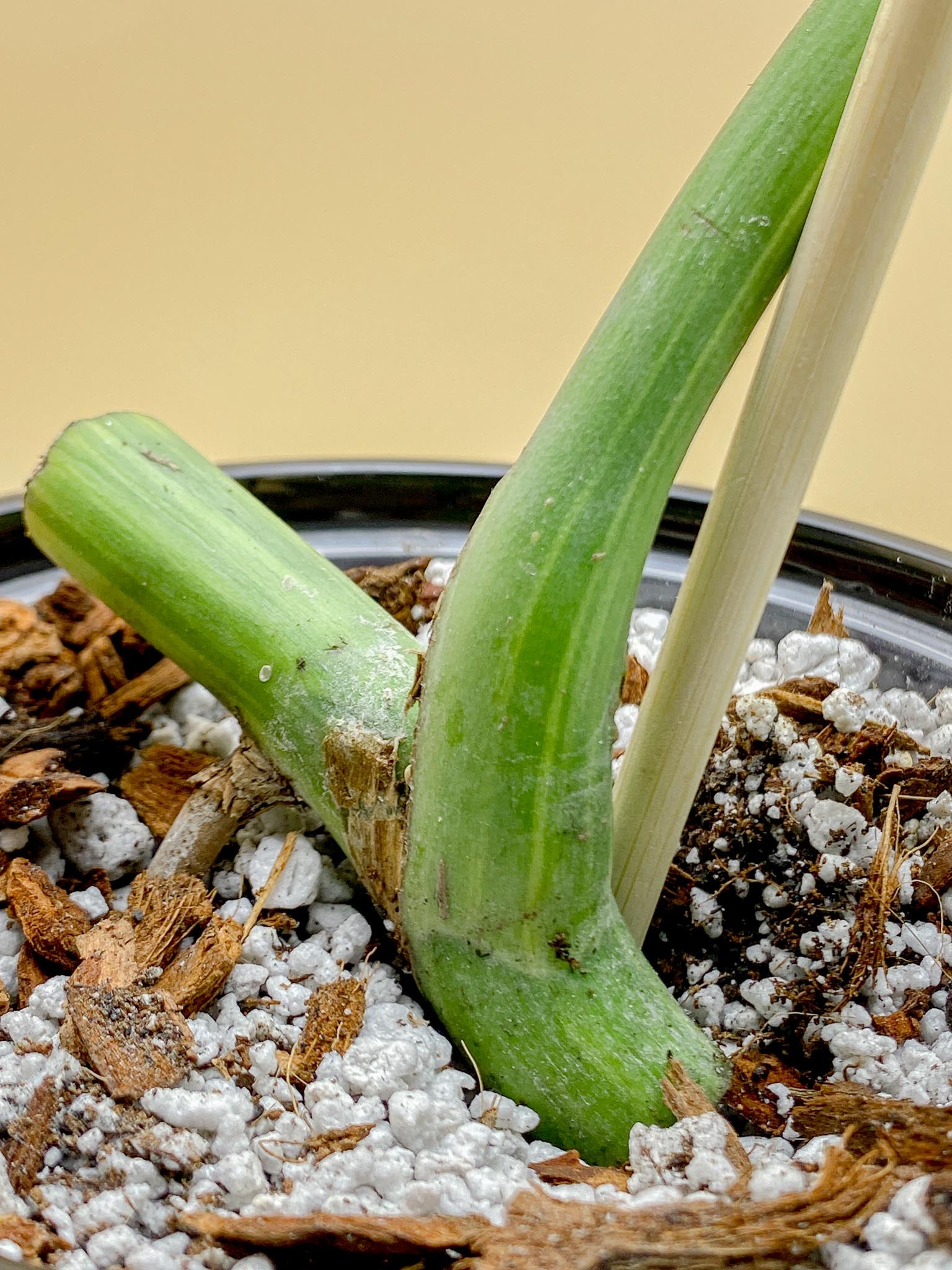 Monstera Aurea Tricolor 1 Leaf 1 Node Rooted