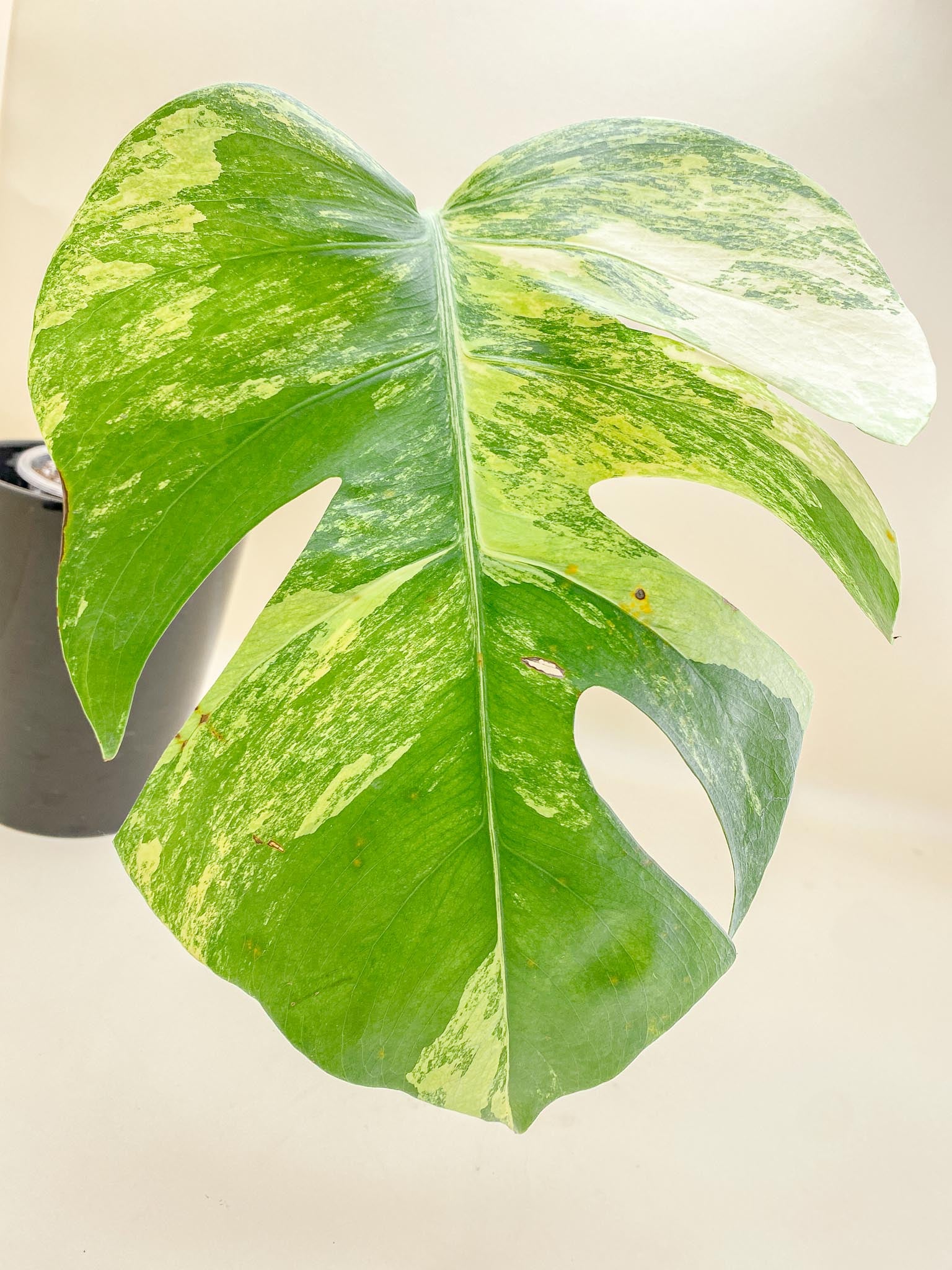 Monstera Aurea Tricolor 1 Leaf 1 Node Rooted