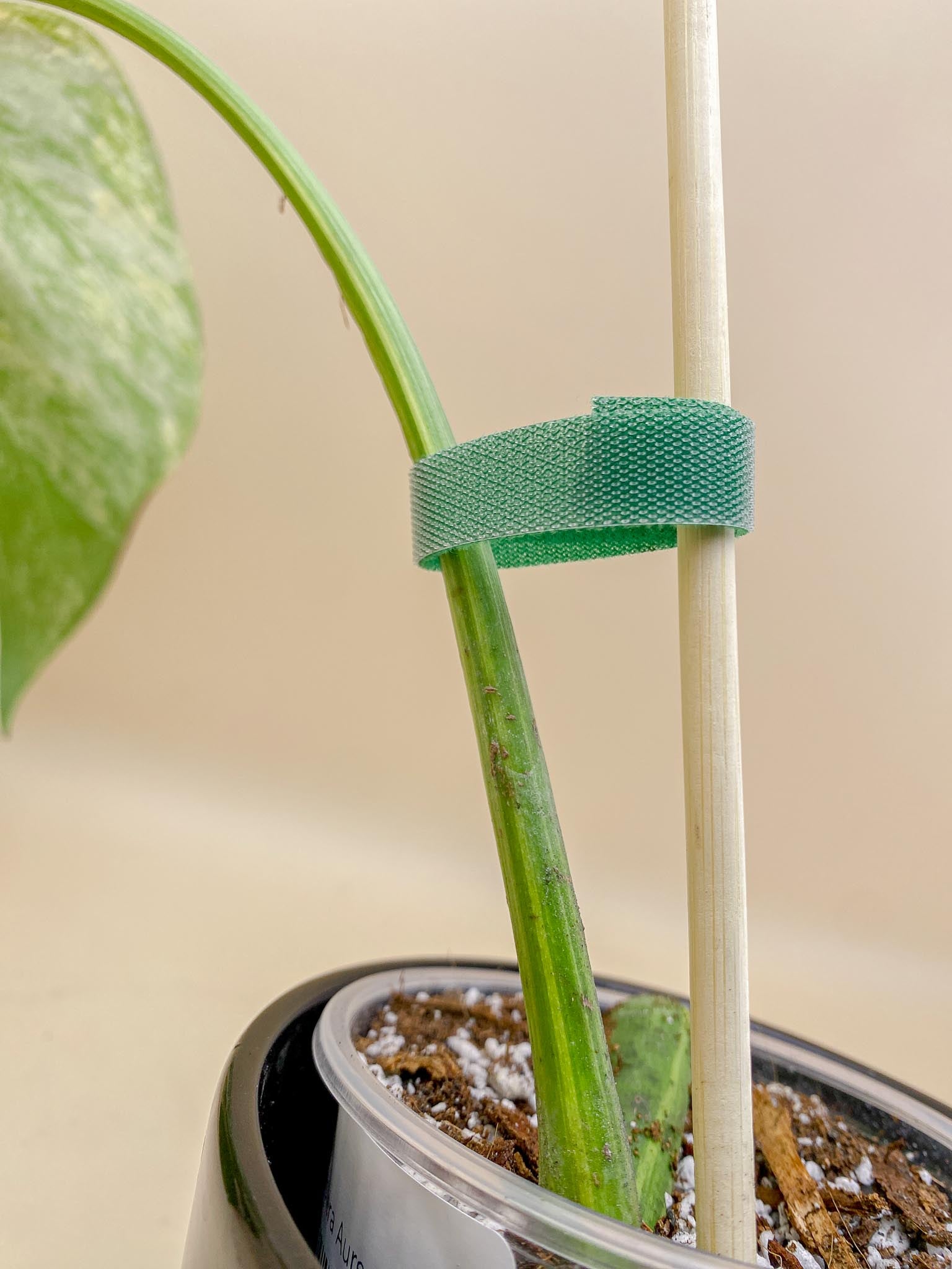 Monstera Aurea Tricolor 1 Leaf 1 Node Rooted