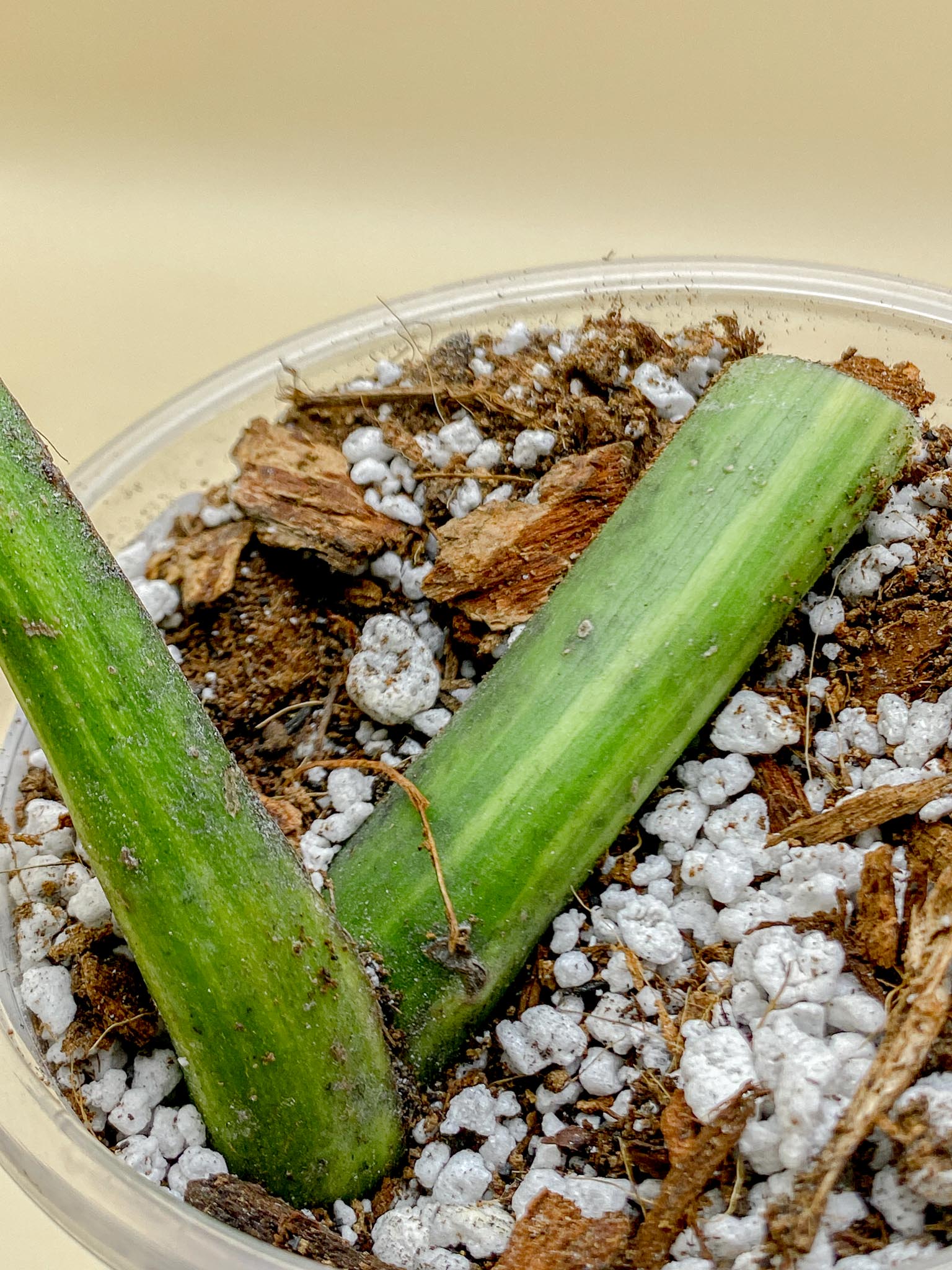 Monstera Aurea Tricolor 1 Leaf 1 Node Rooted