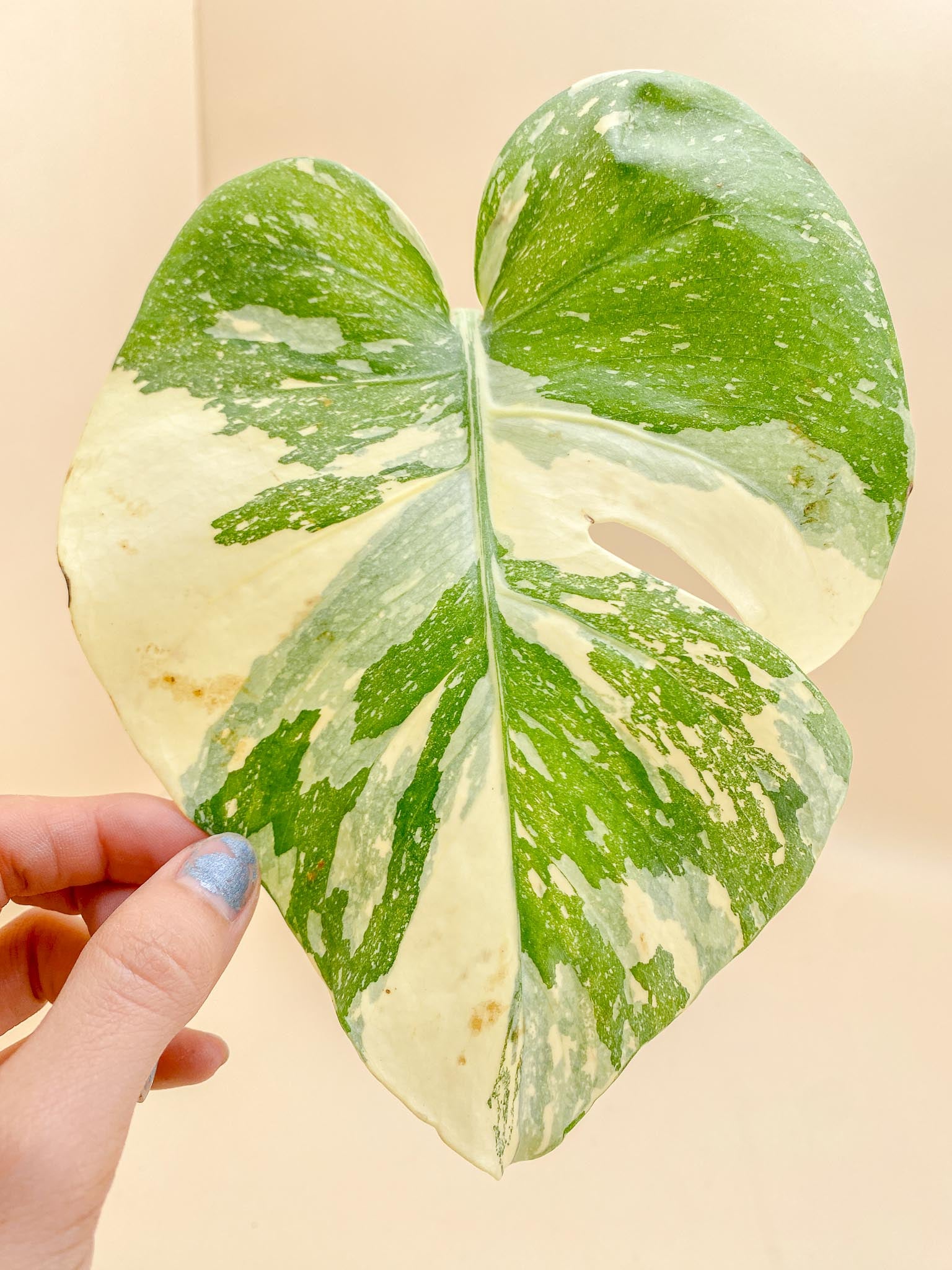 Monstera Thai Constellation Creme Brulee Variegated 1 Leaf Multiple Nodes Rooted