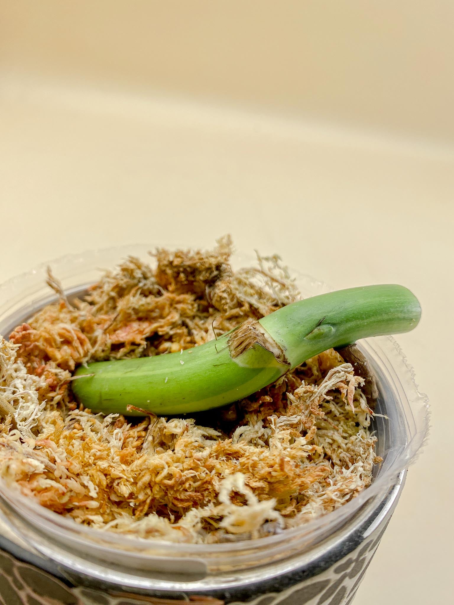 Monstera Aurea Tricolor 1 Node 1 Growing Bud Rooted