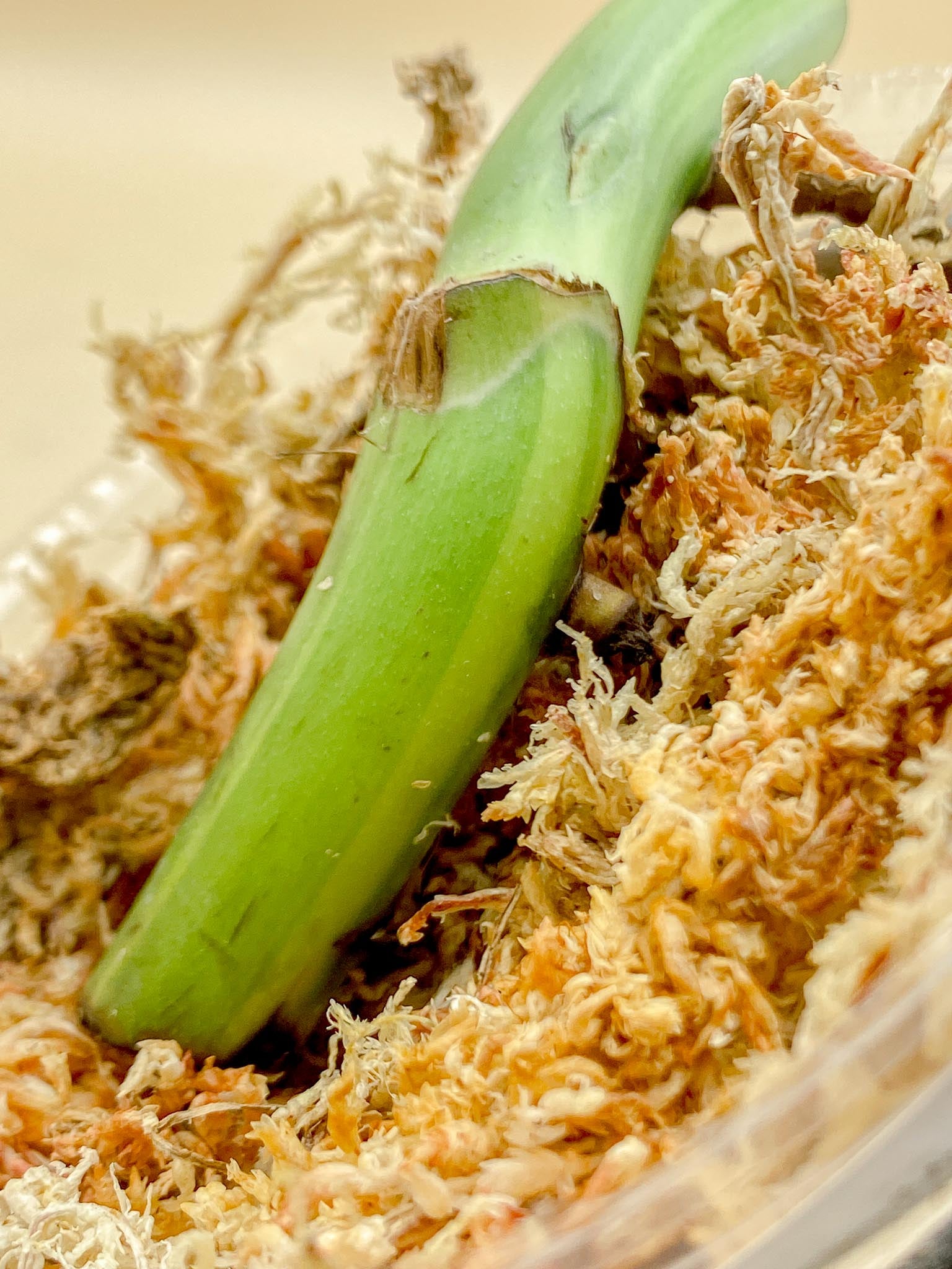 Monstera Aurea Tricolor 1 Node 1 Growing Bud Rooted