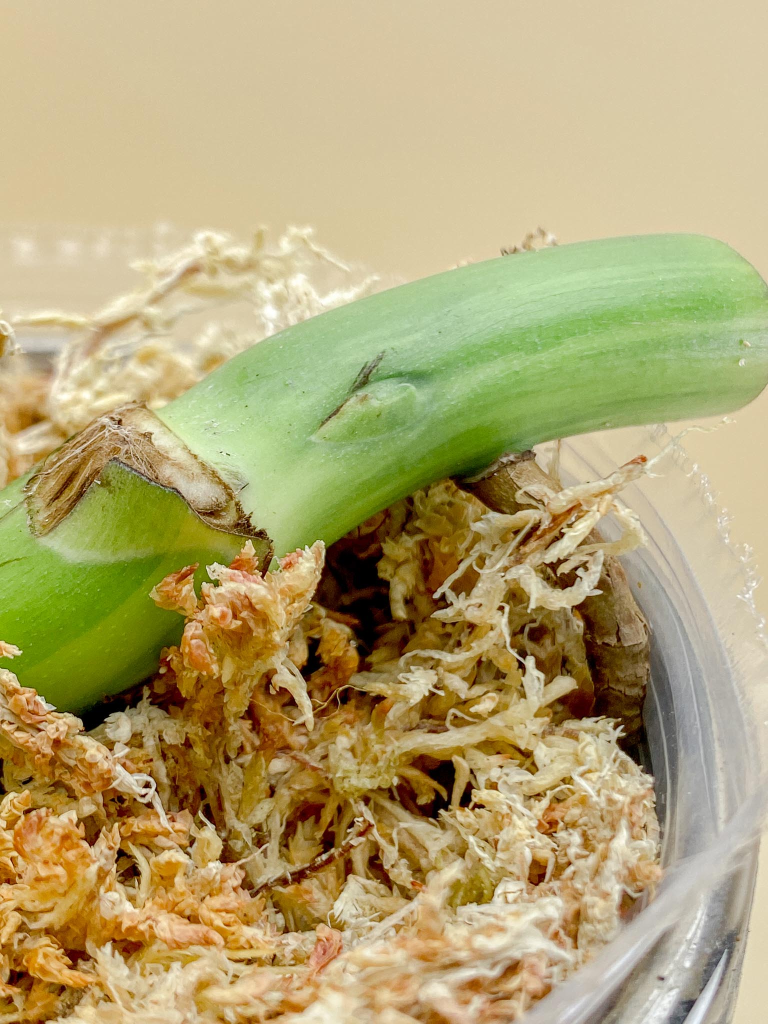 Monstera Aurea Tricolor 1 Node 1 Growing Bud Rooted