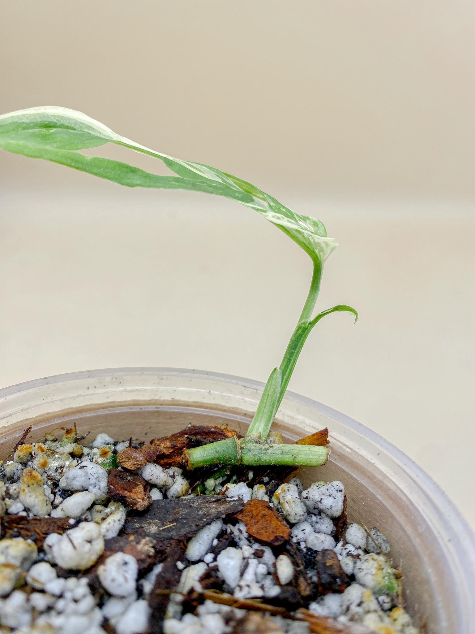 Monstera Acuminata Variegated 2 Leaves 2 Nodes Rooted