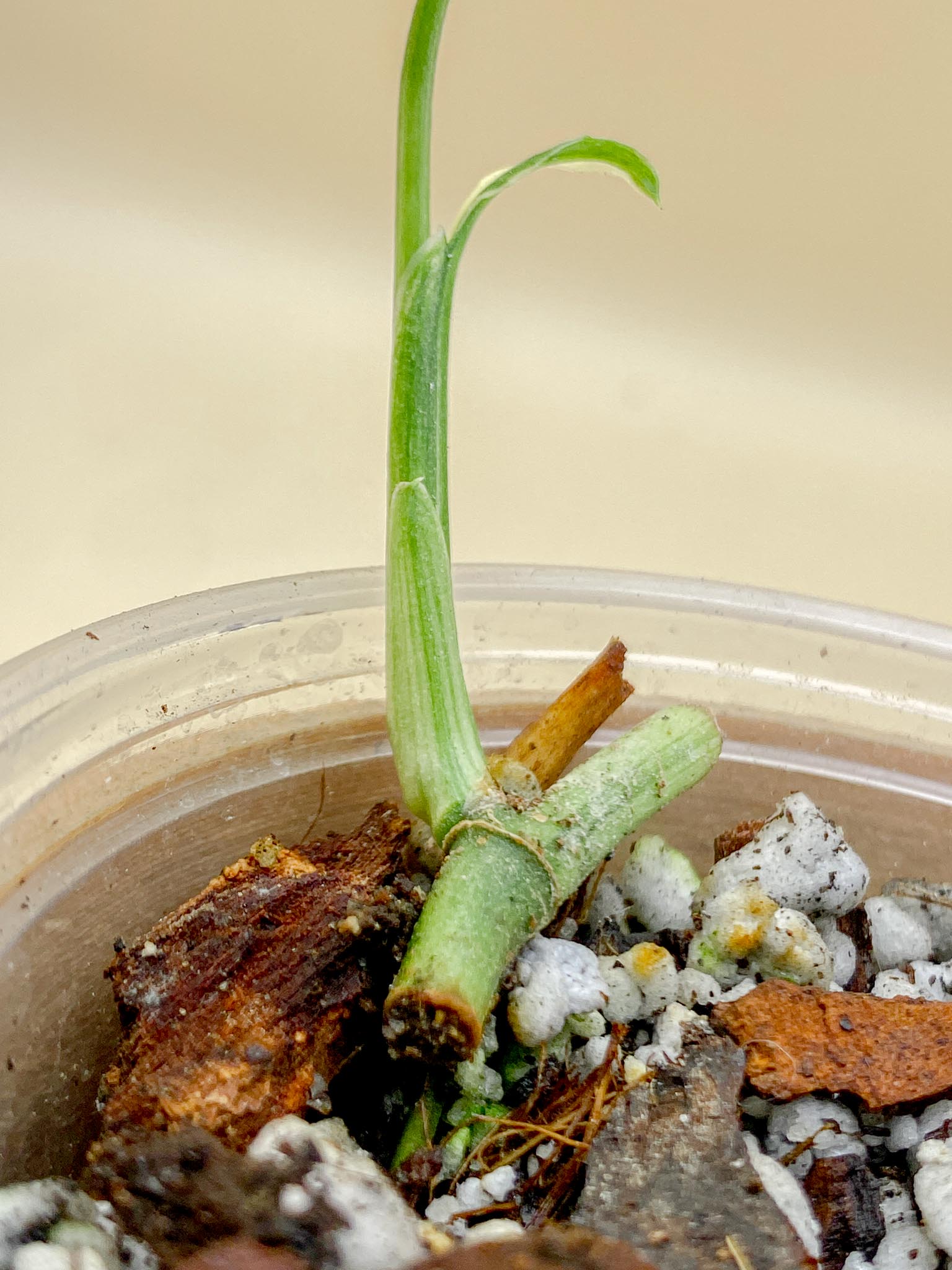 Monstera Acuminata Variegated 2 Leaves 2 Nodes Rooted