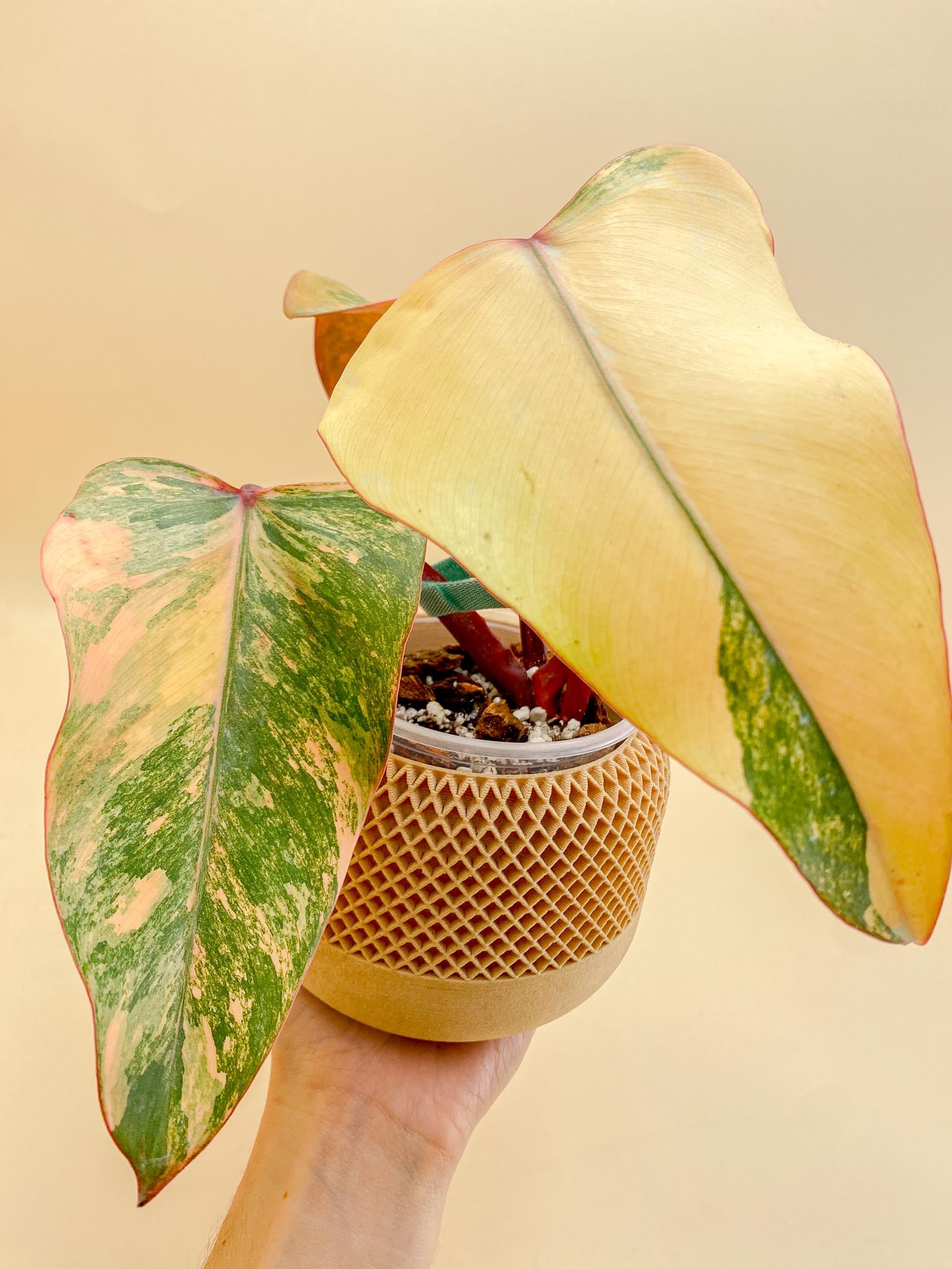 Philodendron Strawberry Shake Variegated 3 Leaves 4 Nodes 1 Sprout top cutting