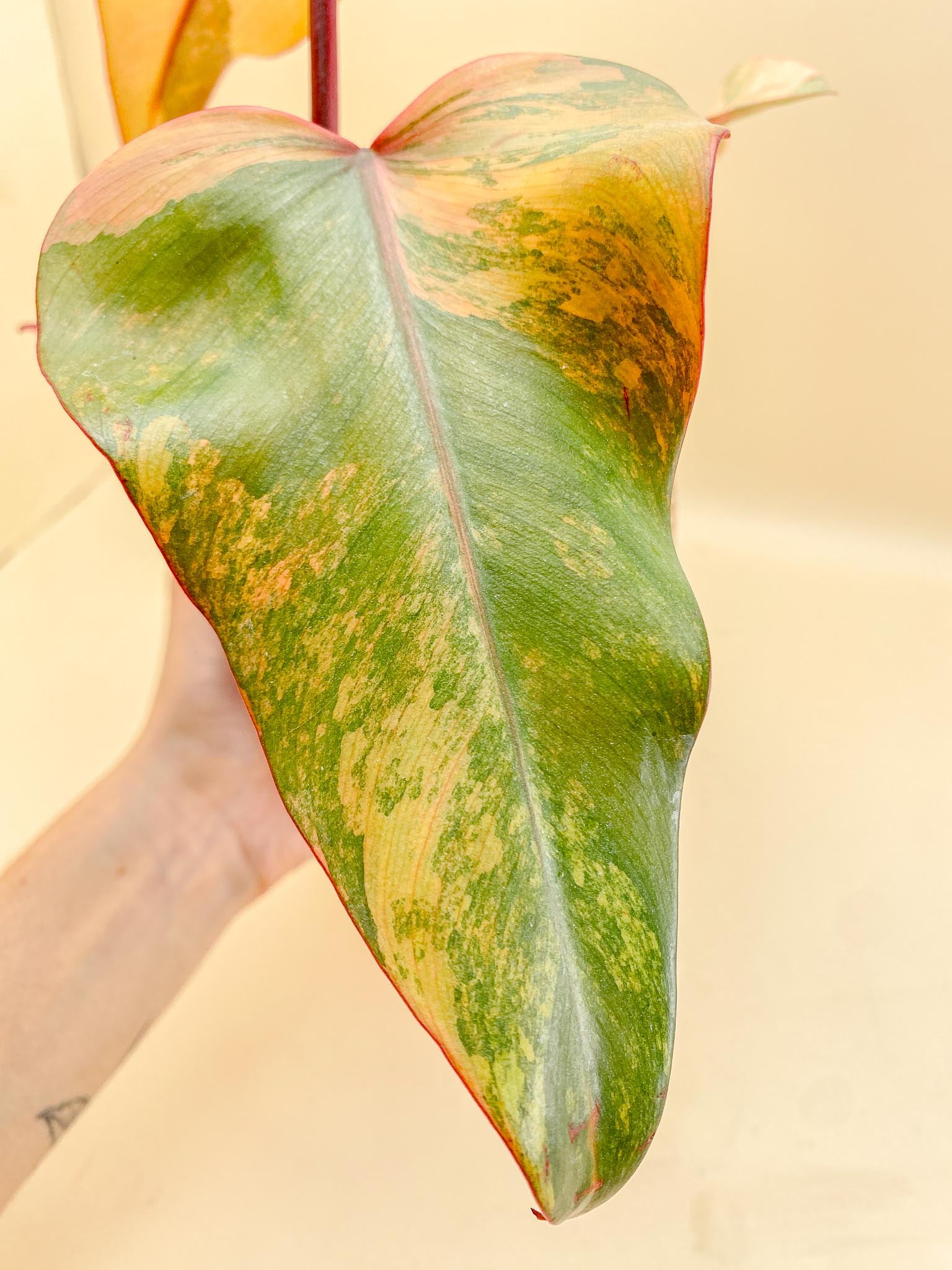 Philodendron Strawberry Shake Variegated 3 Leaves 4 Nodes 1 Sprout top cutting
