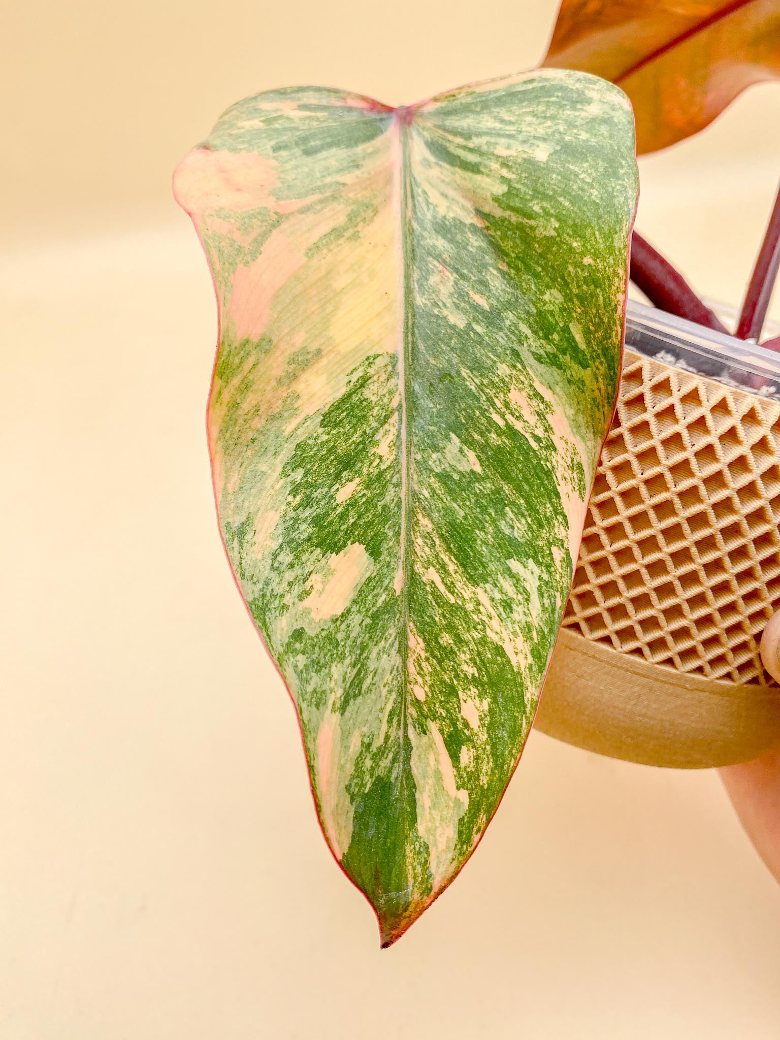 Philodendron Strawberry Shake Variegated 3 Leaves 4 Nodes 1 Sprout top cutting