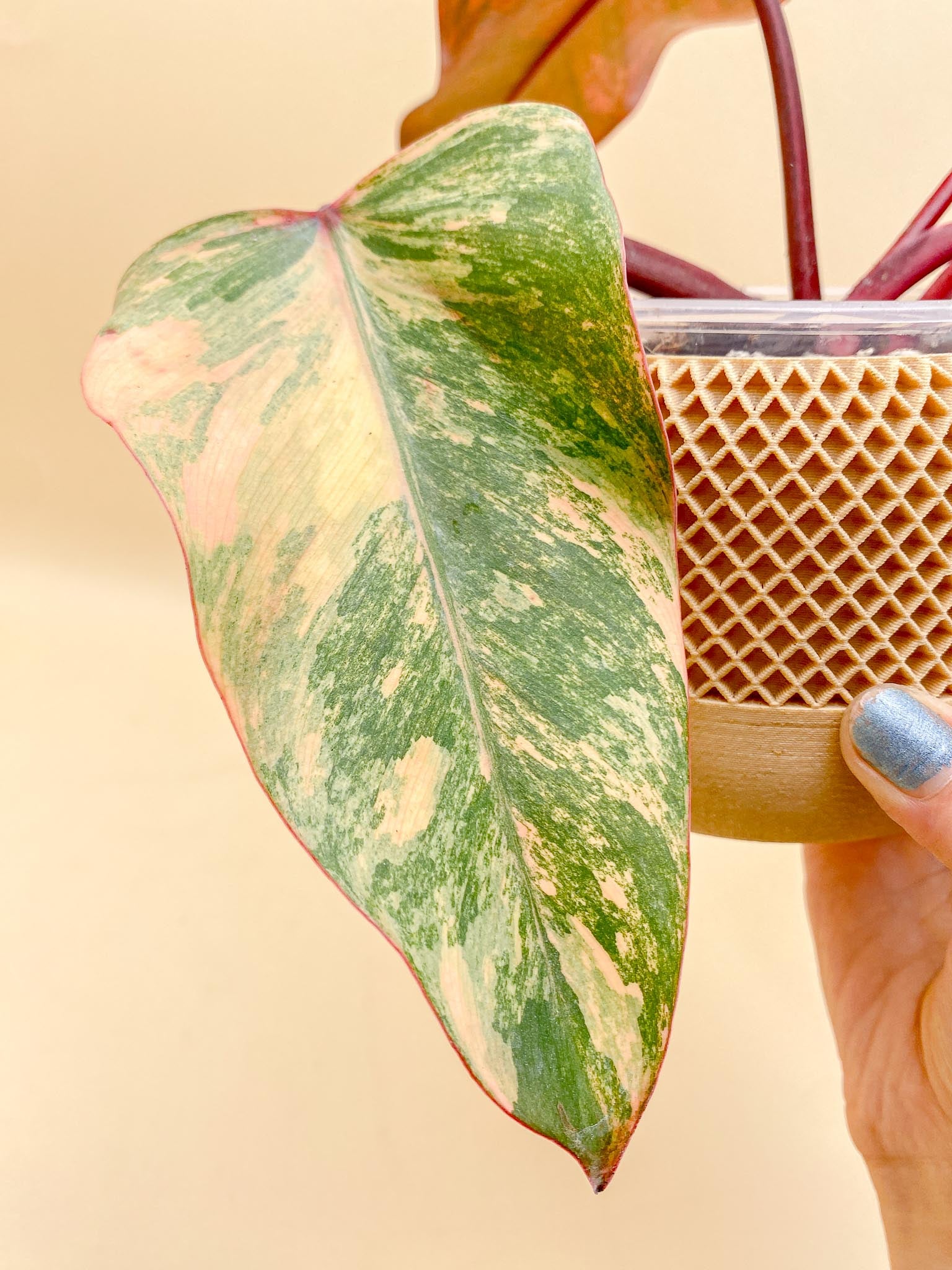 Philodendron Strawberry Shake Variegated 3 Leaves 4 Nodes 1 Sprout top cutting