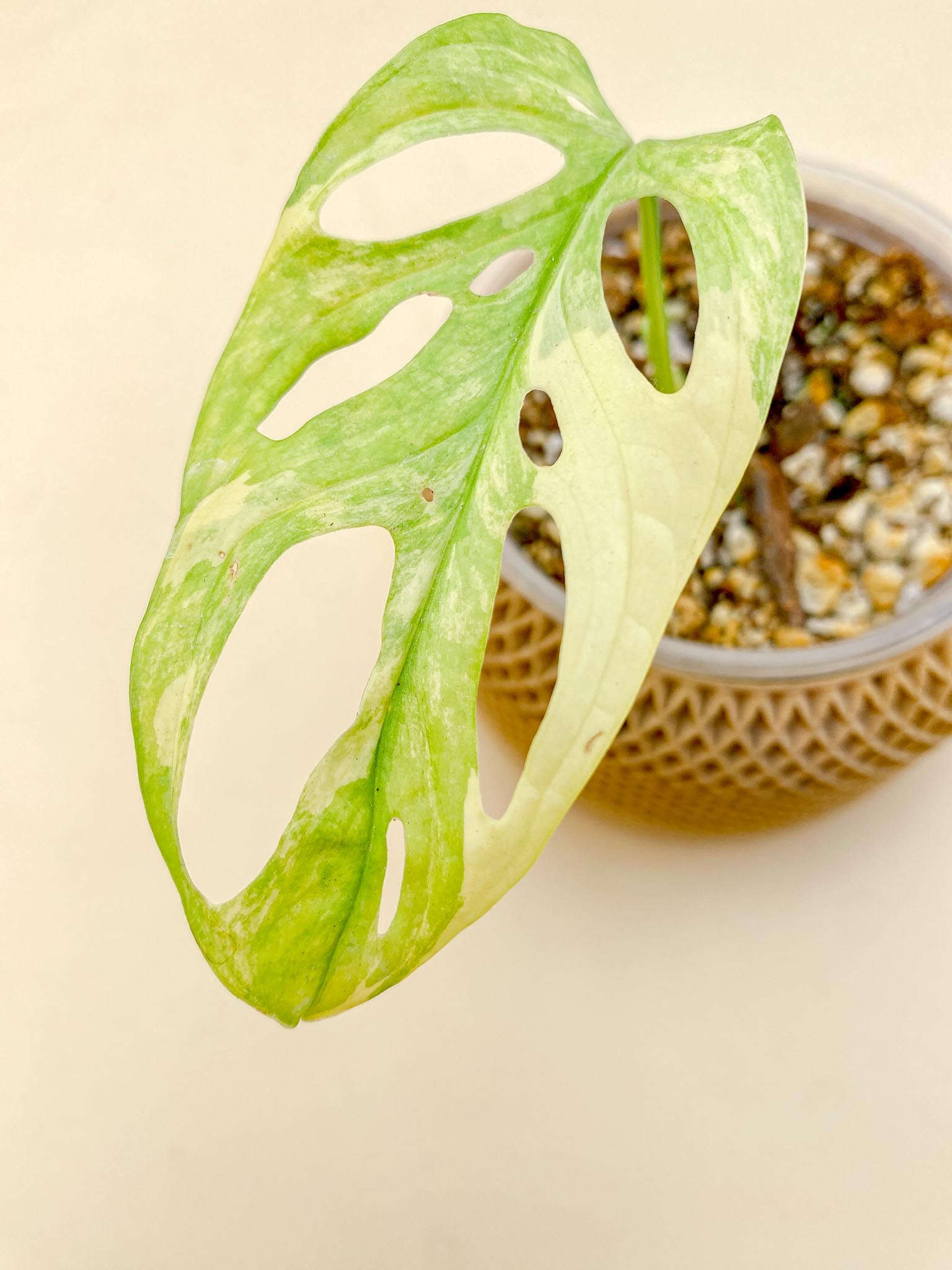 *Monstera Adansonii Aurea Variegated 1 Leaf Multiple Nodes 2 Sprouts Rooted